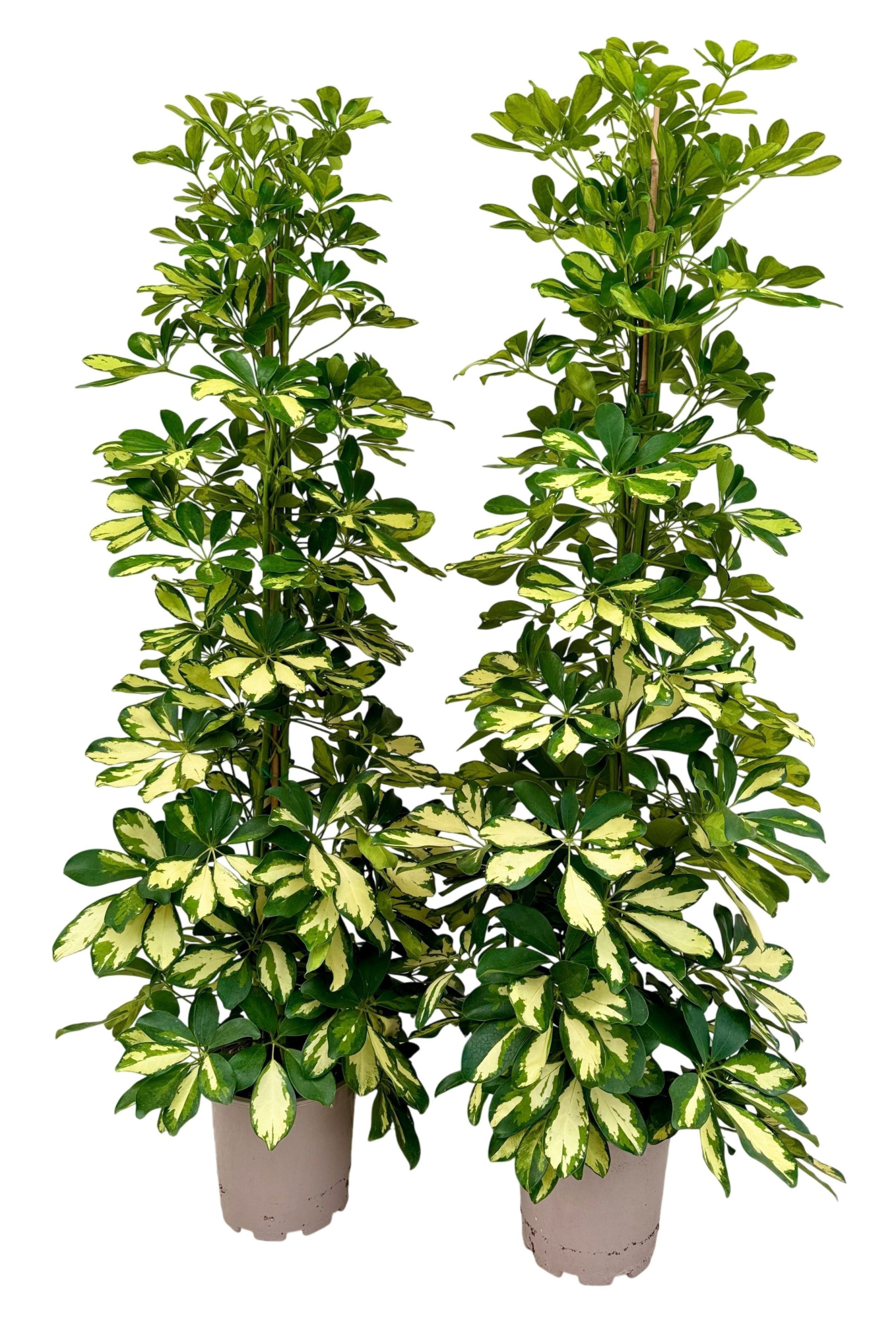 Schefflera dalton P21, D 21