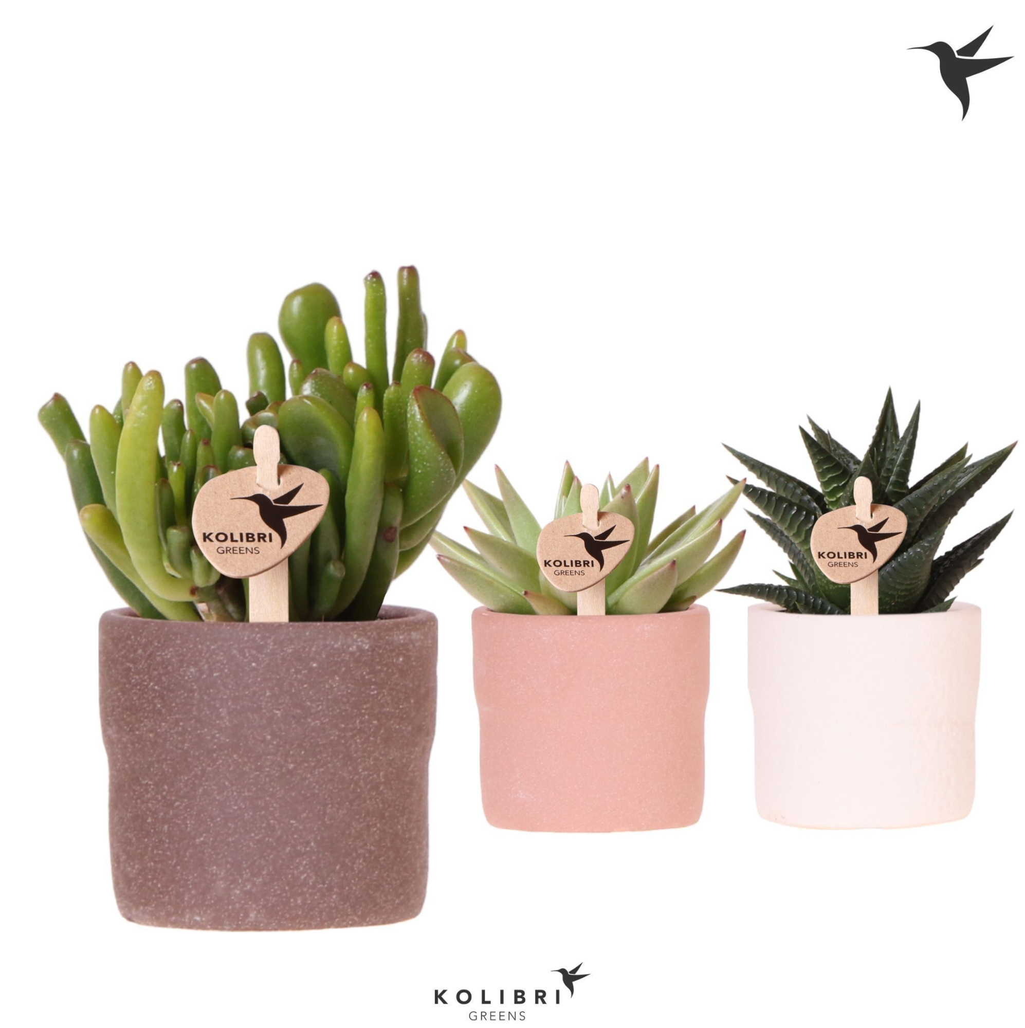 Kolibri Greens Succulenten mix in Rustic pot mix, D 6 cm