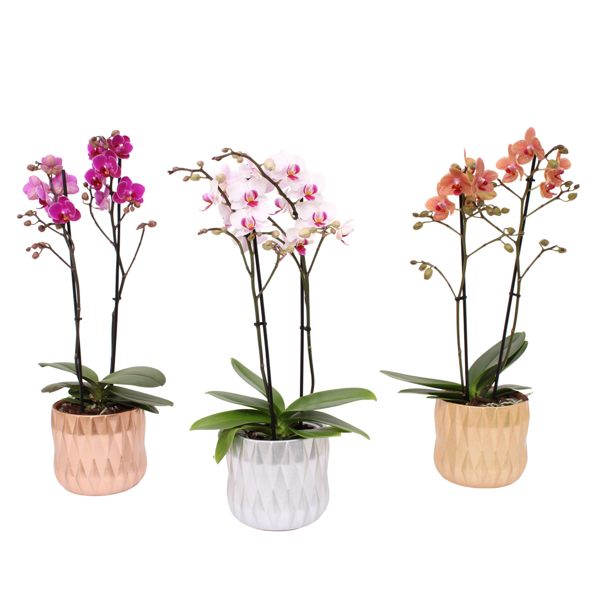 Phal. Multiflora 2-tak mix in keramiek BGC007 Glitter & Glamour, D 12 cm