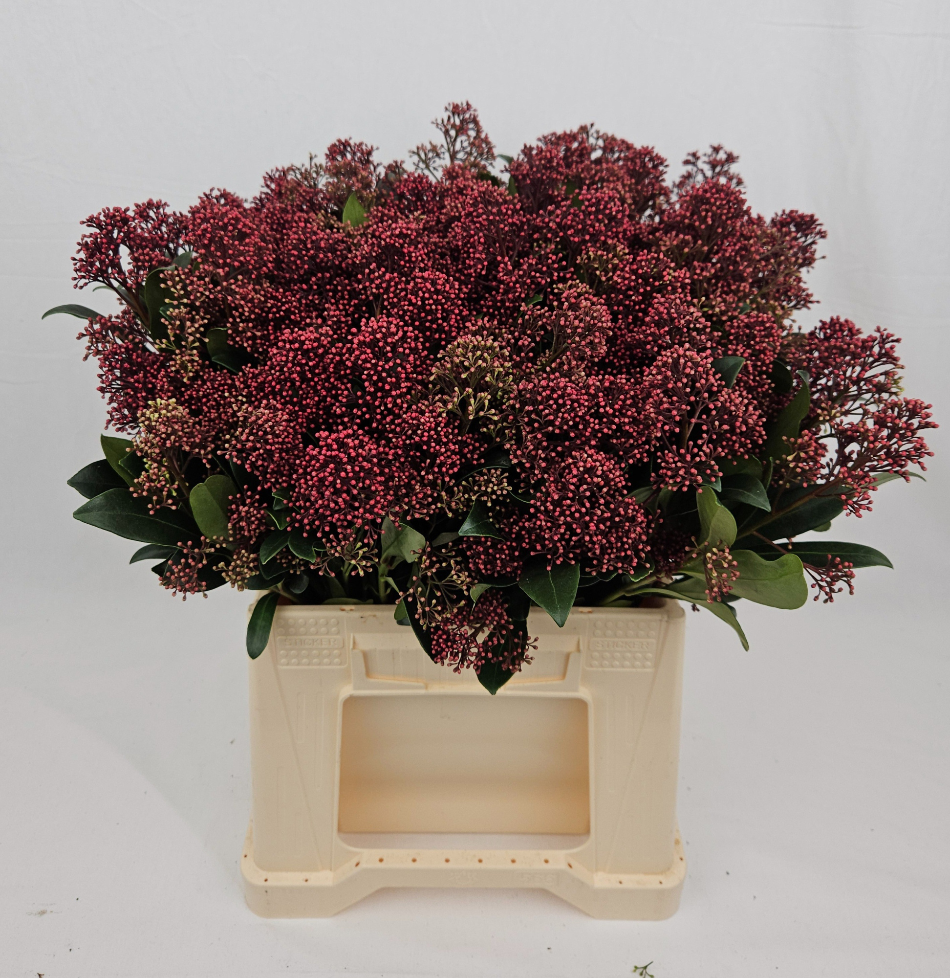 Скимия Рубелла за пучок 45, пуч.