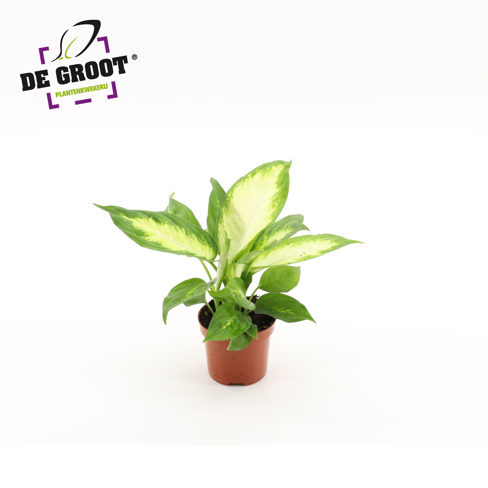 Dieffenbachia 'Camilla', D 9 cm