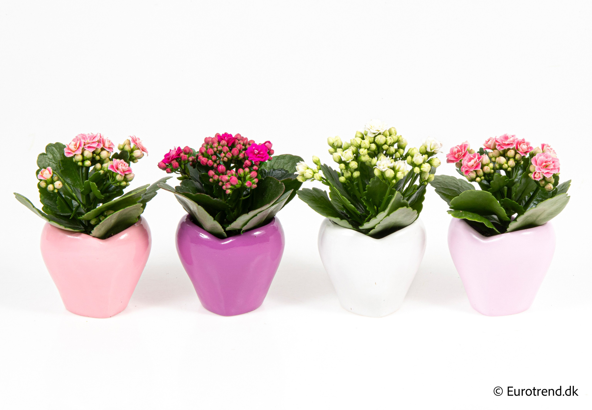 Kalanchoe Roseflowers in Valentine ceramic 2026, D 6