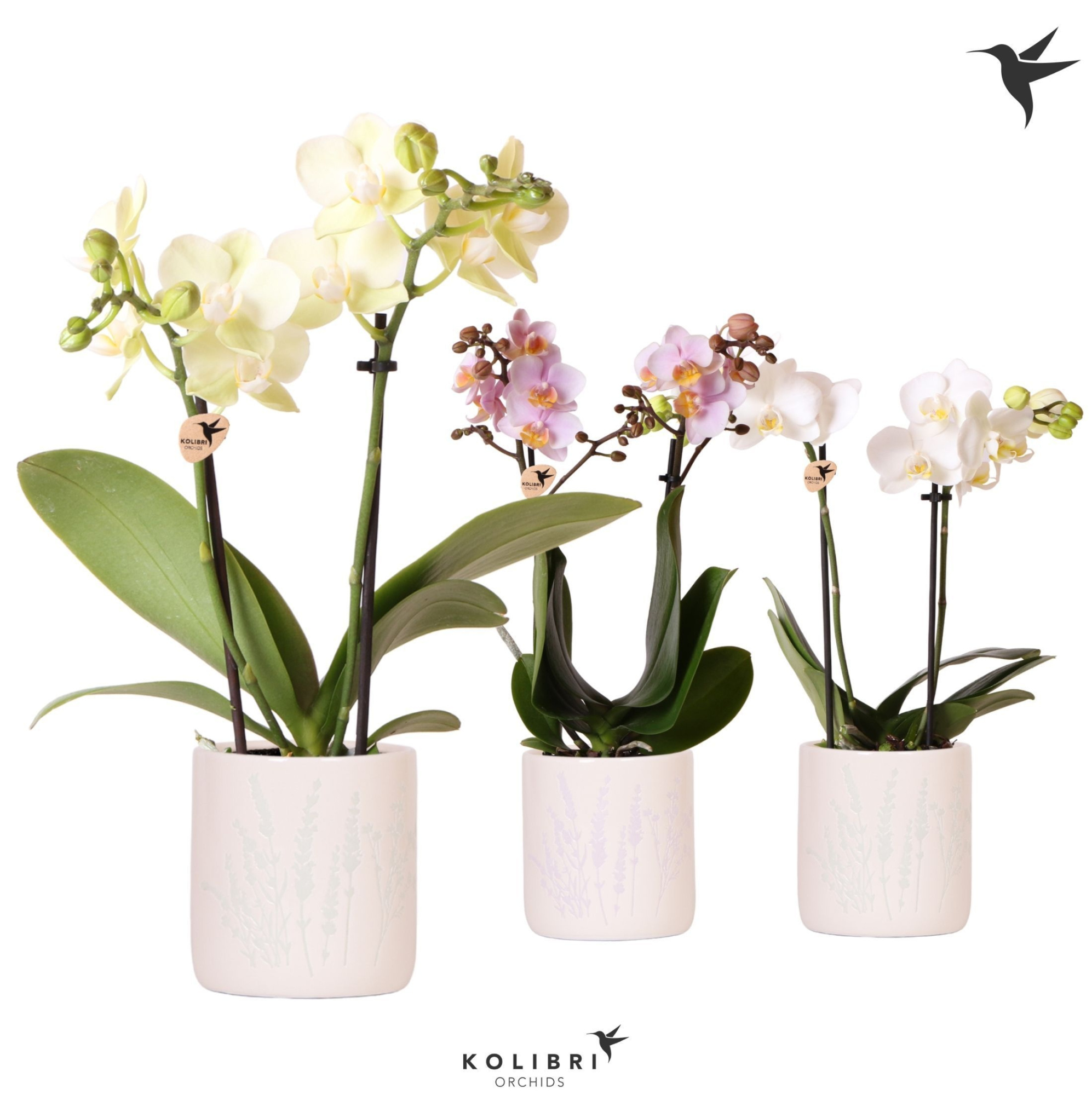 Kolibri Orchids Phalaenopsis mix 2 spike in Floral pot mix, D 9