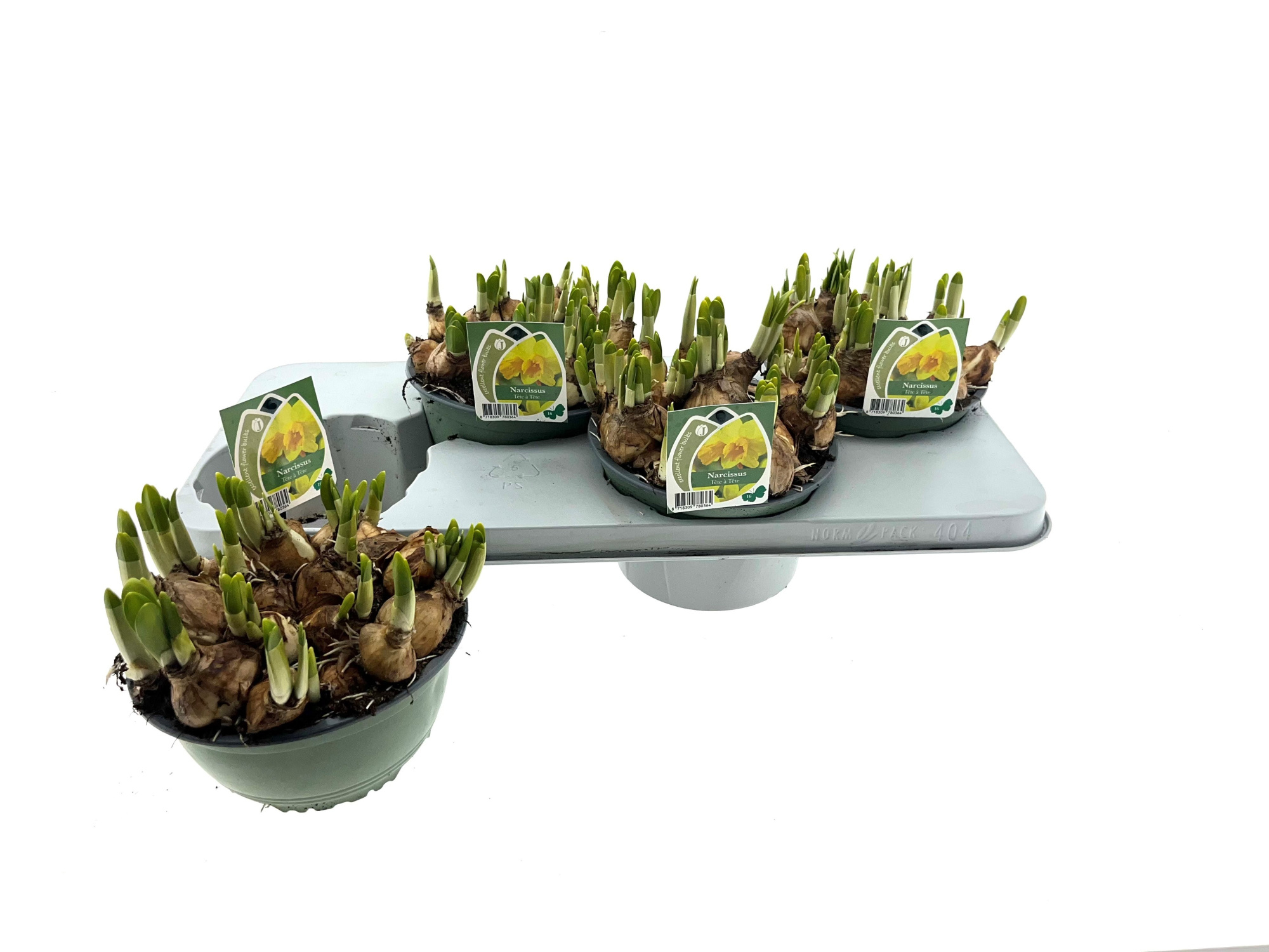 Narcis Tete a tete 17 cm, D 17