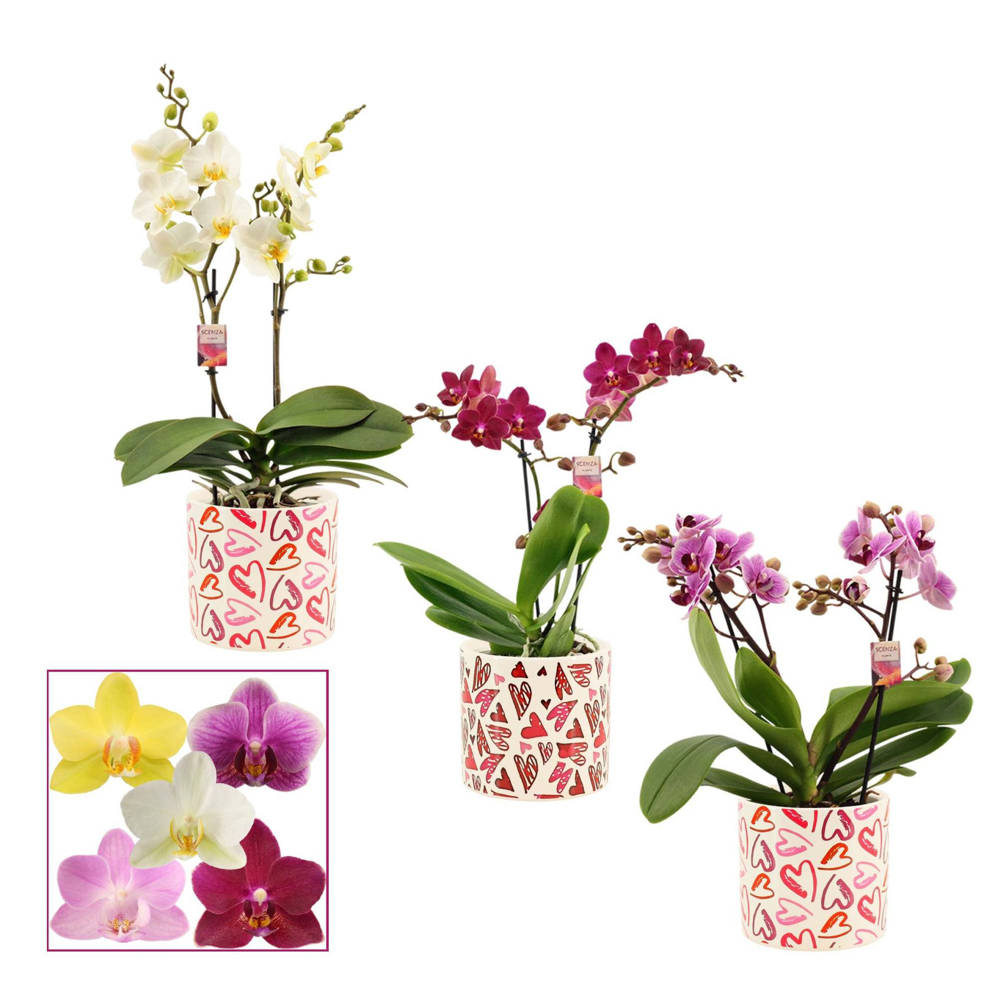 Phalaenopsis multiflora 2 tak mix in Julia (Deco-collection), D 12