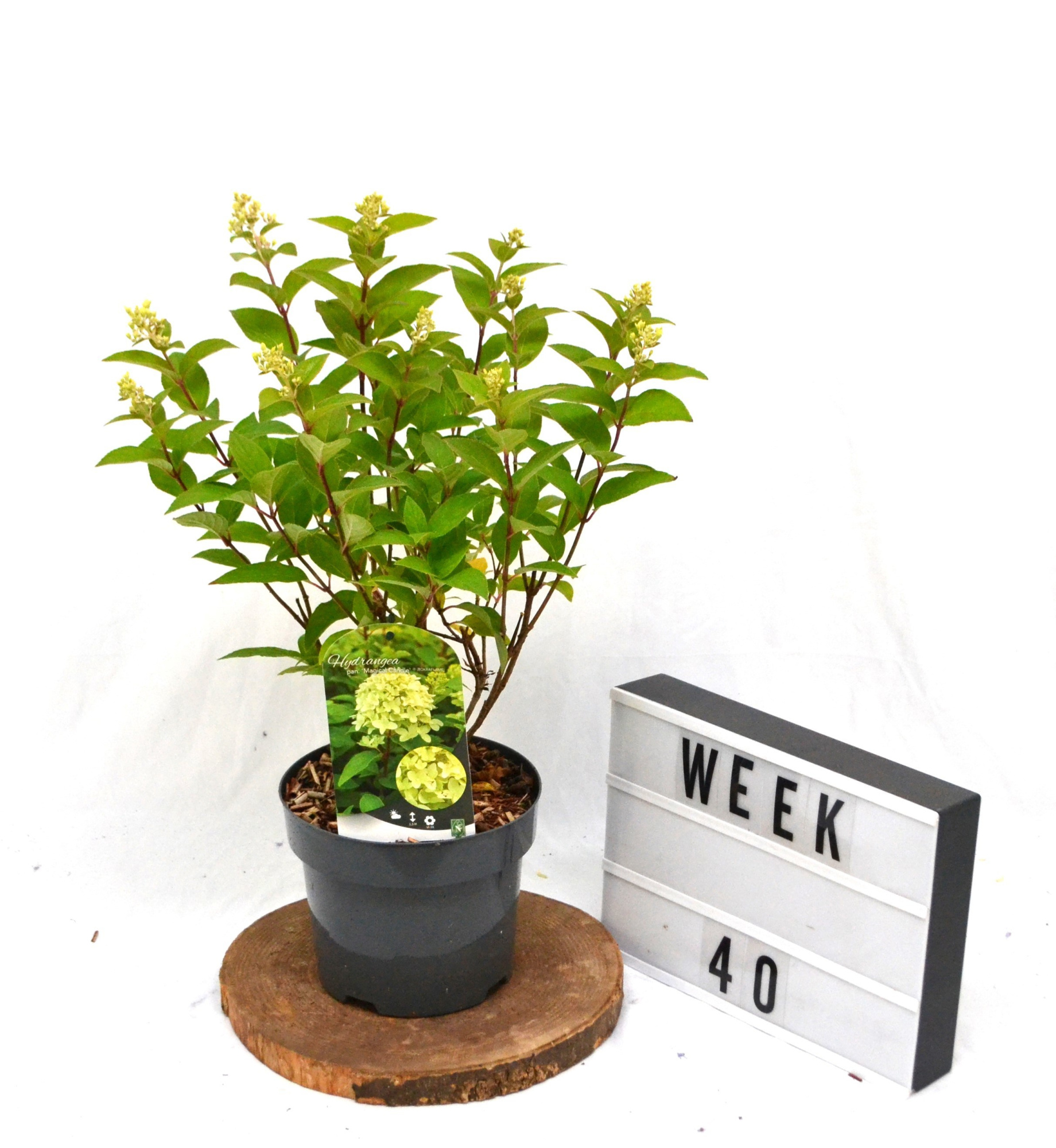 Hydrangea pan. 'Magical Candle' C3, D 19 cm