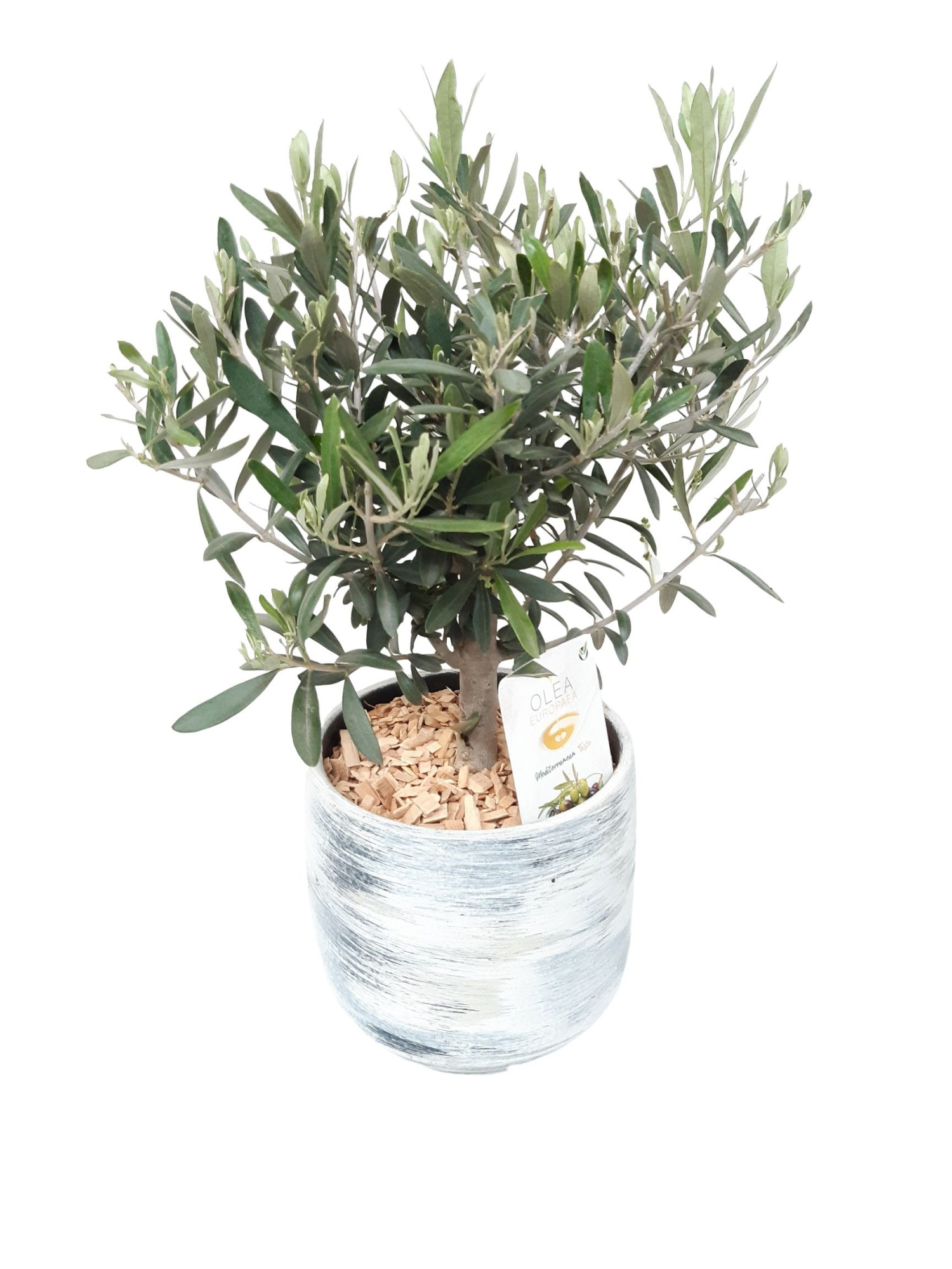 VPR18OLE Vintage pot D18 Olea Europaea, D 18