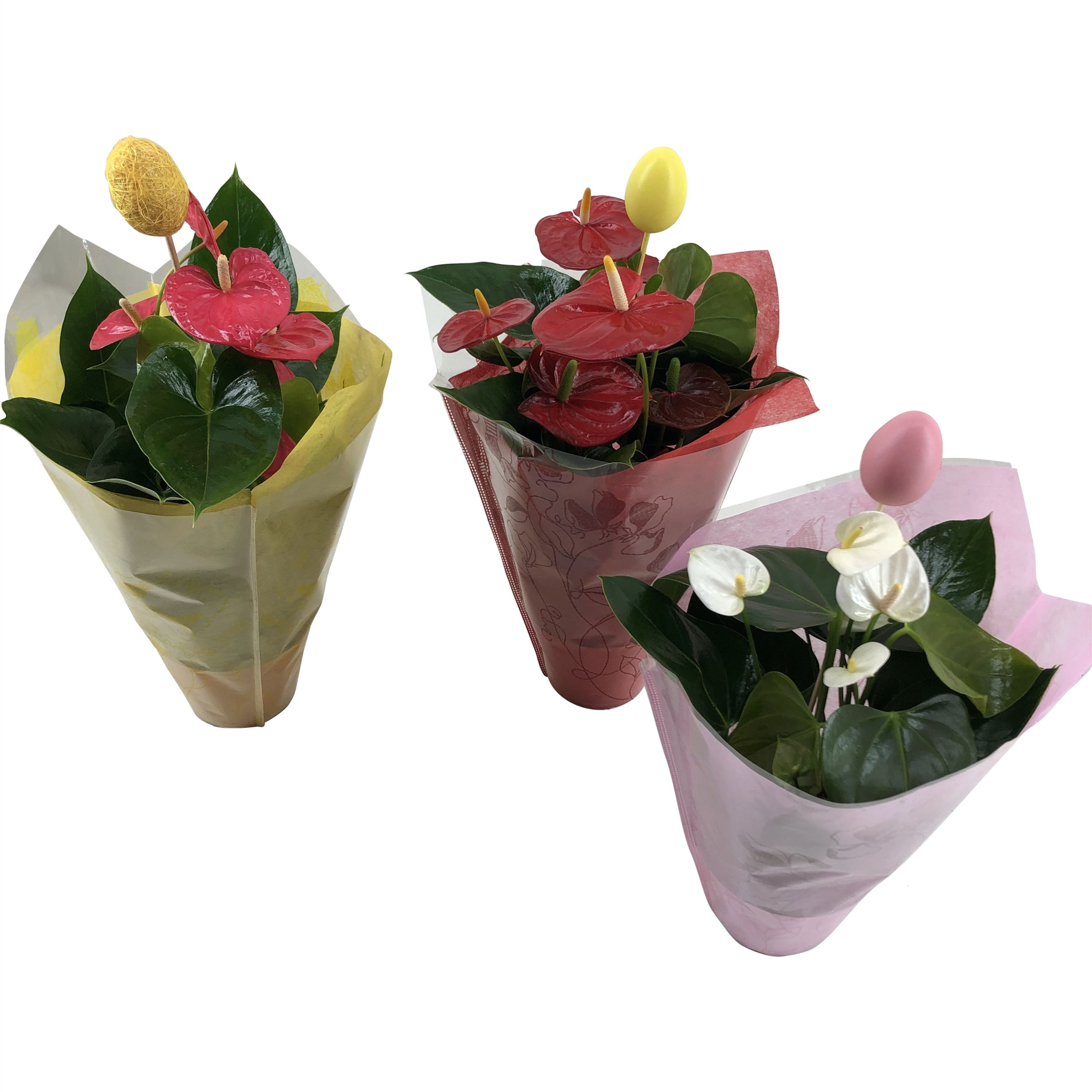 Anthurium Flamingomix Pasen, D 14 cm
