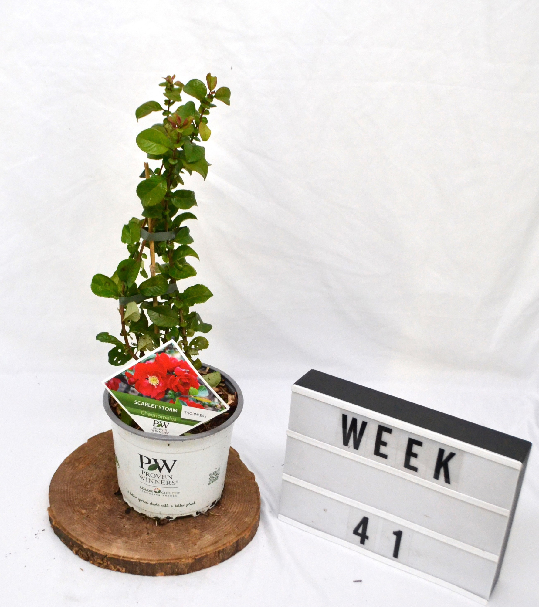 Cheanomeles spec. Scarlet Storm, D 19 cm