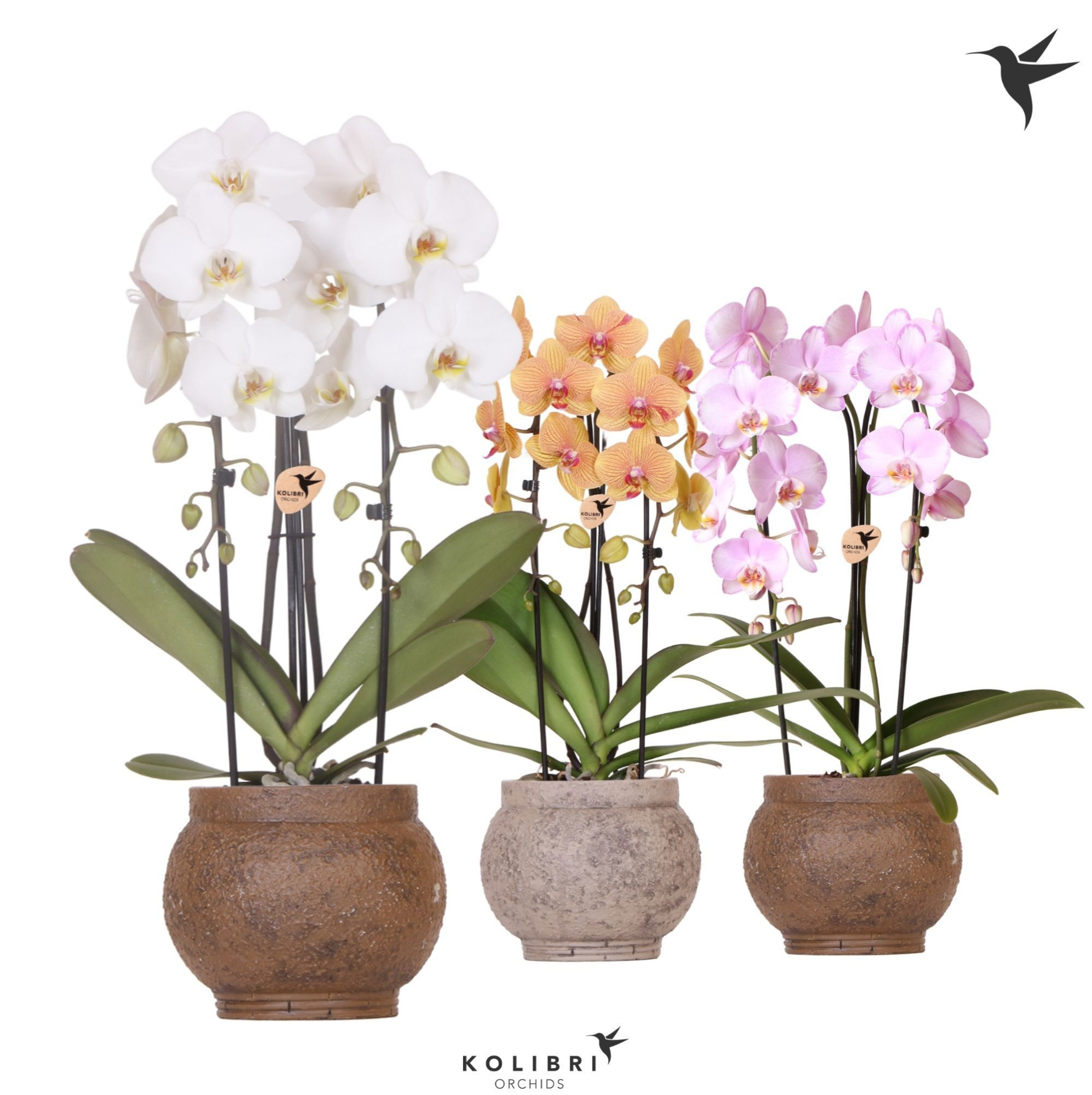 Kolibri Orchids Phalaenopsis Cascade Niagara Fall mix 2 spike in Ancient pot brown mix, D 12