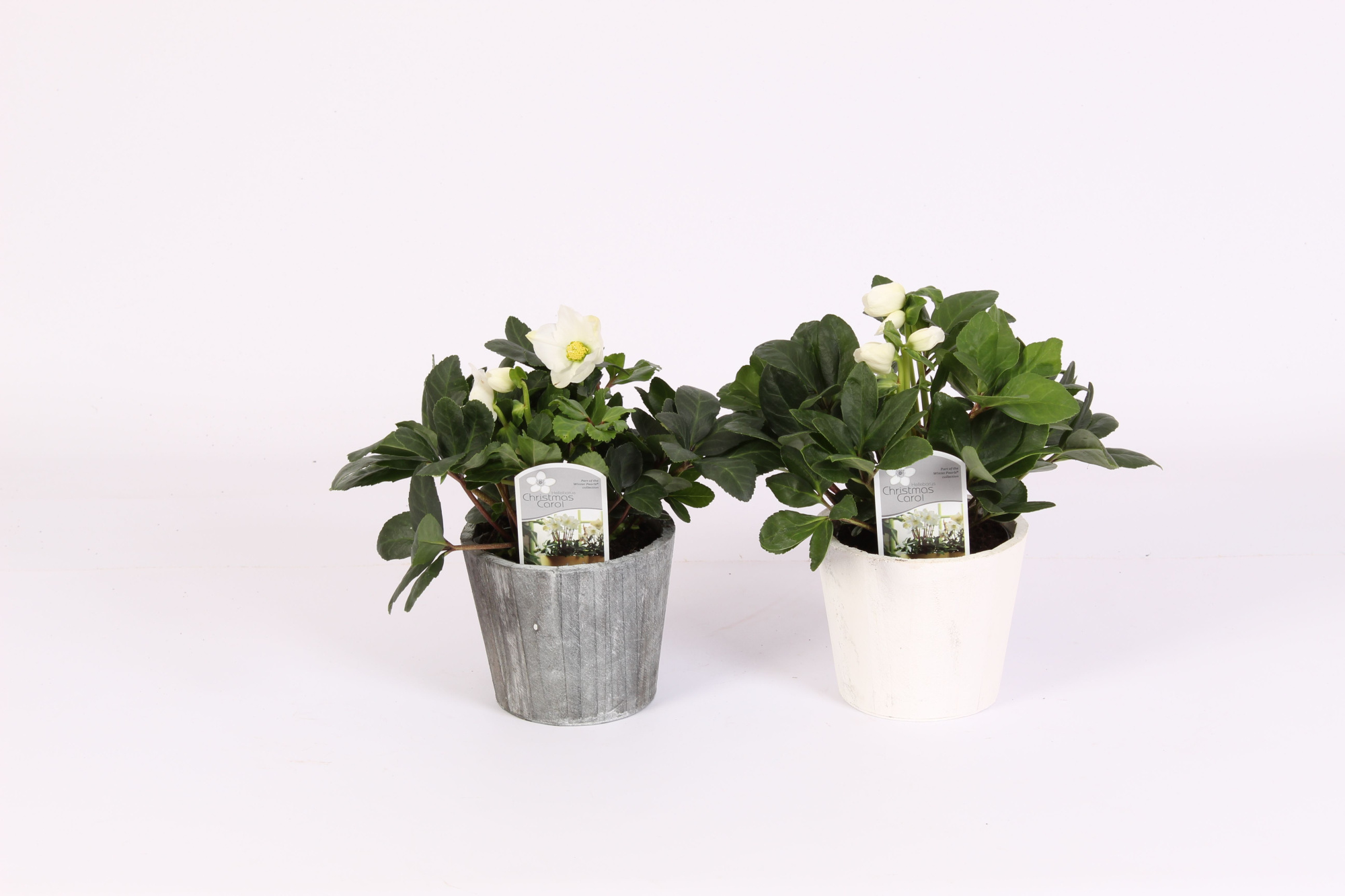Helleborus n. Christmas Carol in pot grijs en wit, D 12