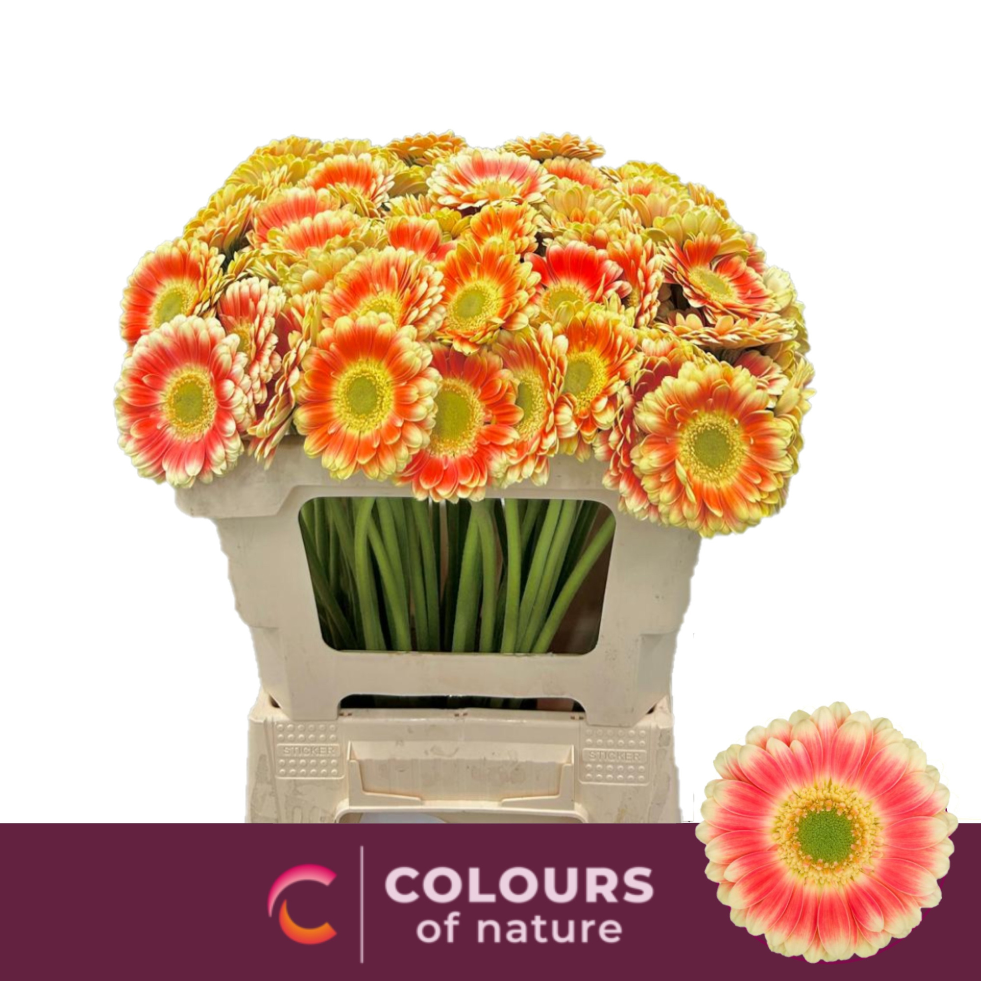 Гермини Том Пуш, шт.