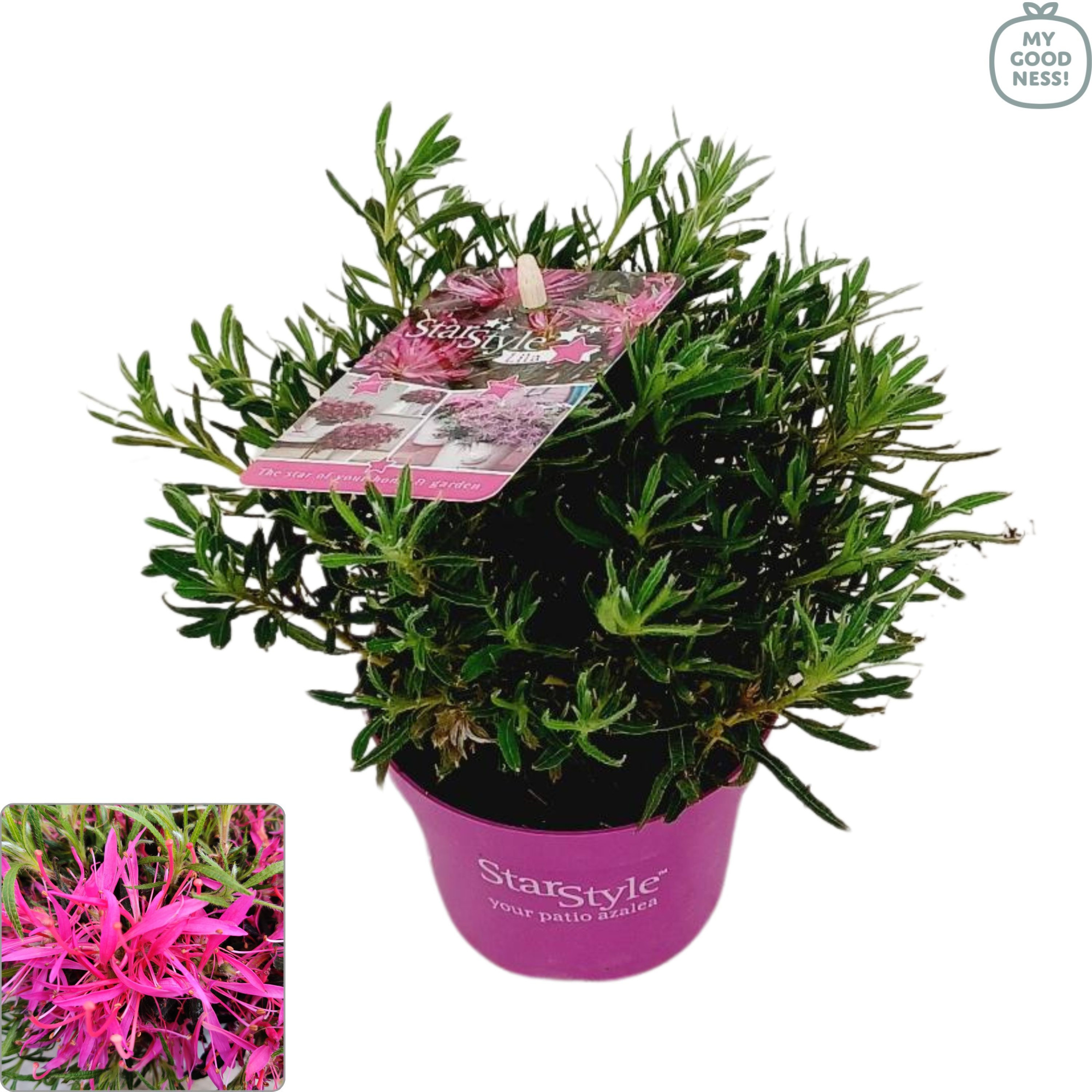 Azalea 25/P10,5 'Star Style® Lila', D 10,5