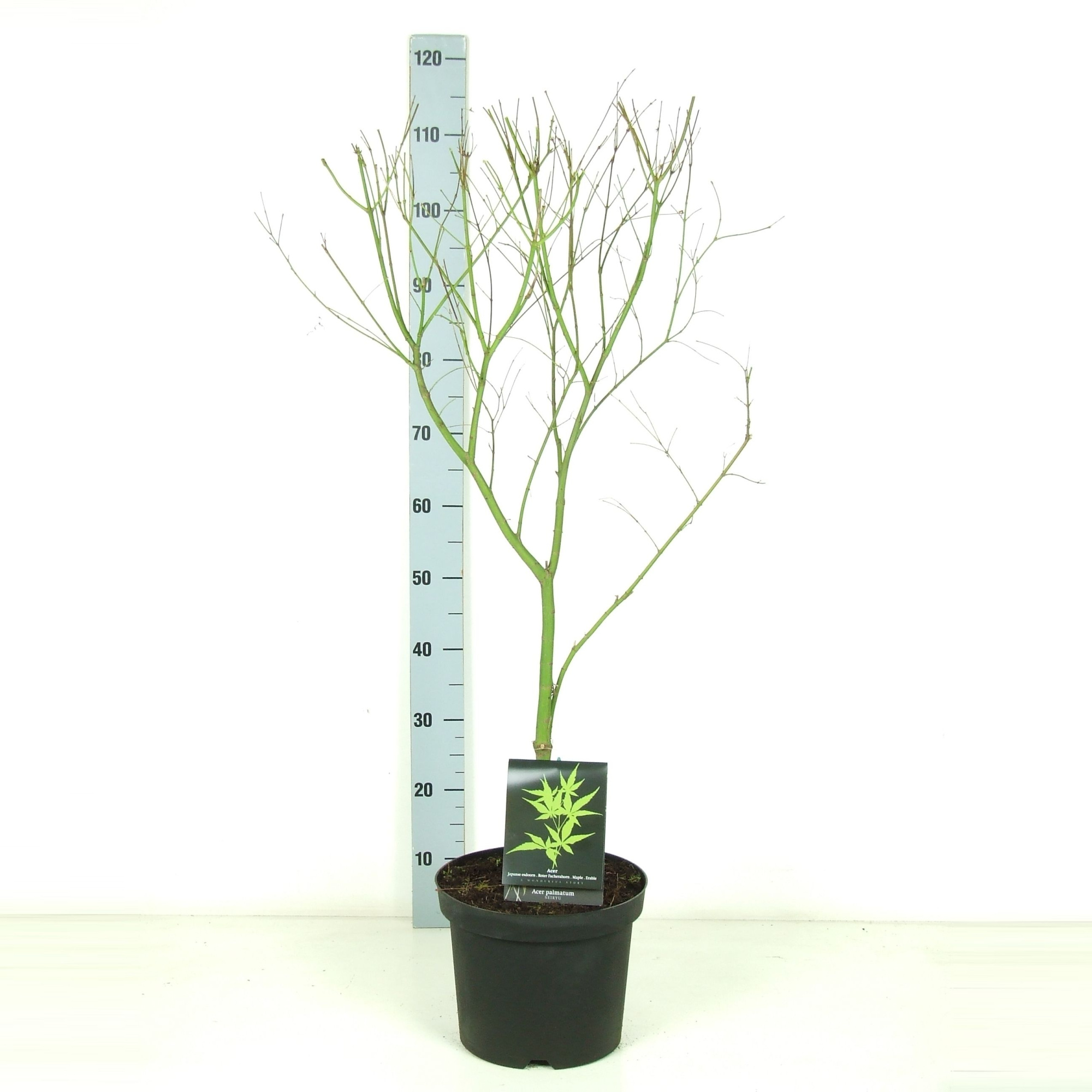 Acer palmatum 'Seiryu' P26 Full CC, D 26