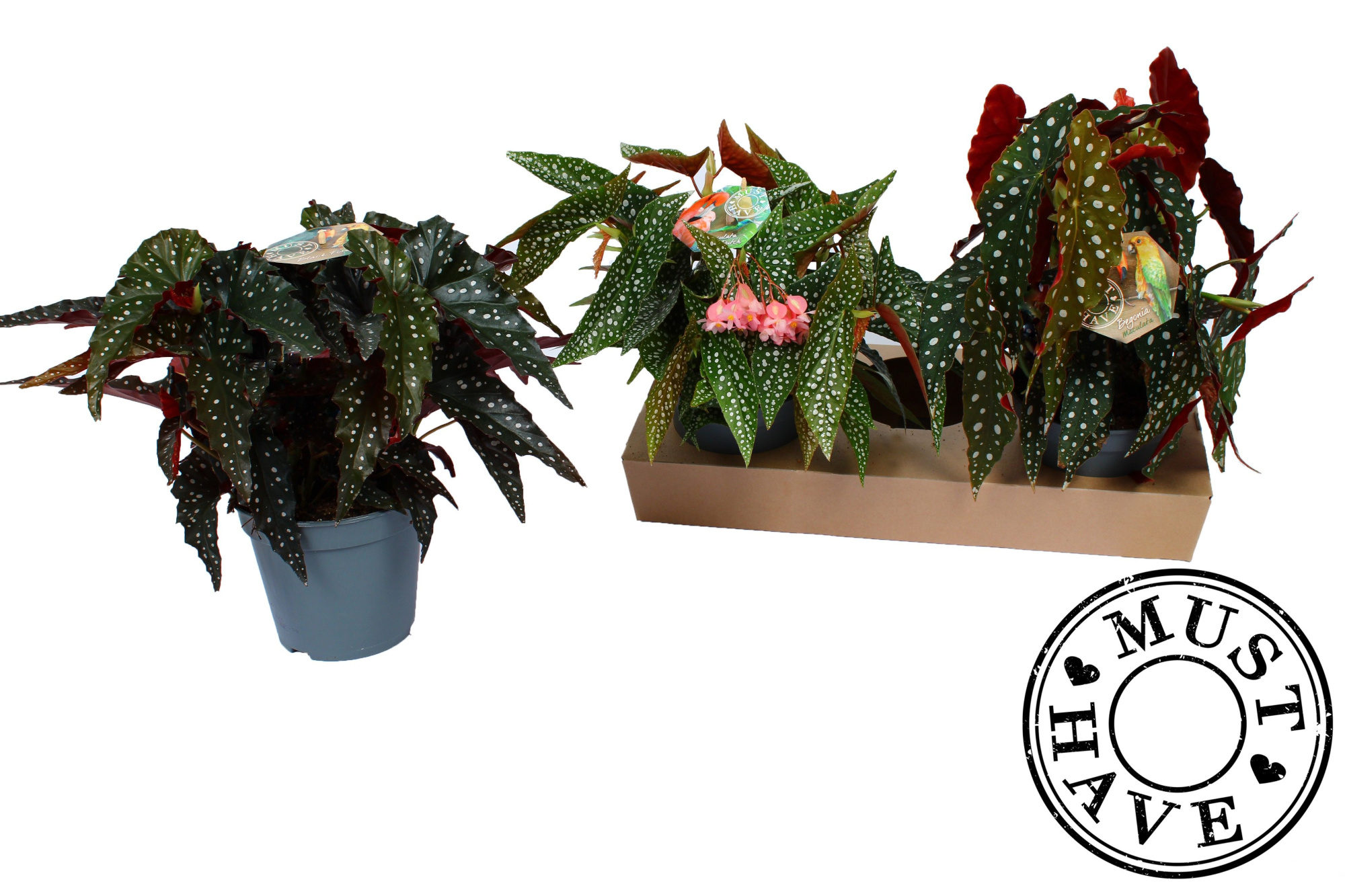 Maculata Mix 3 soorten 'MUST HAVE', D 17 cm