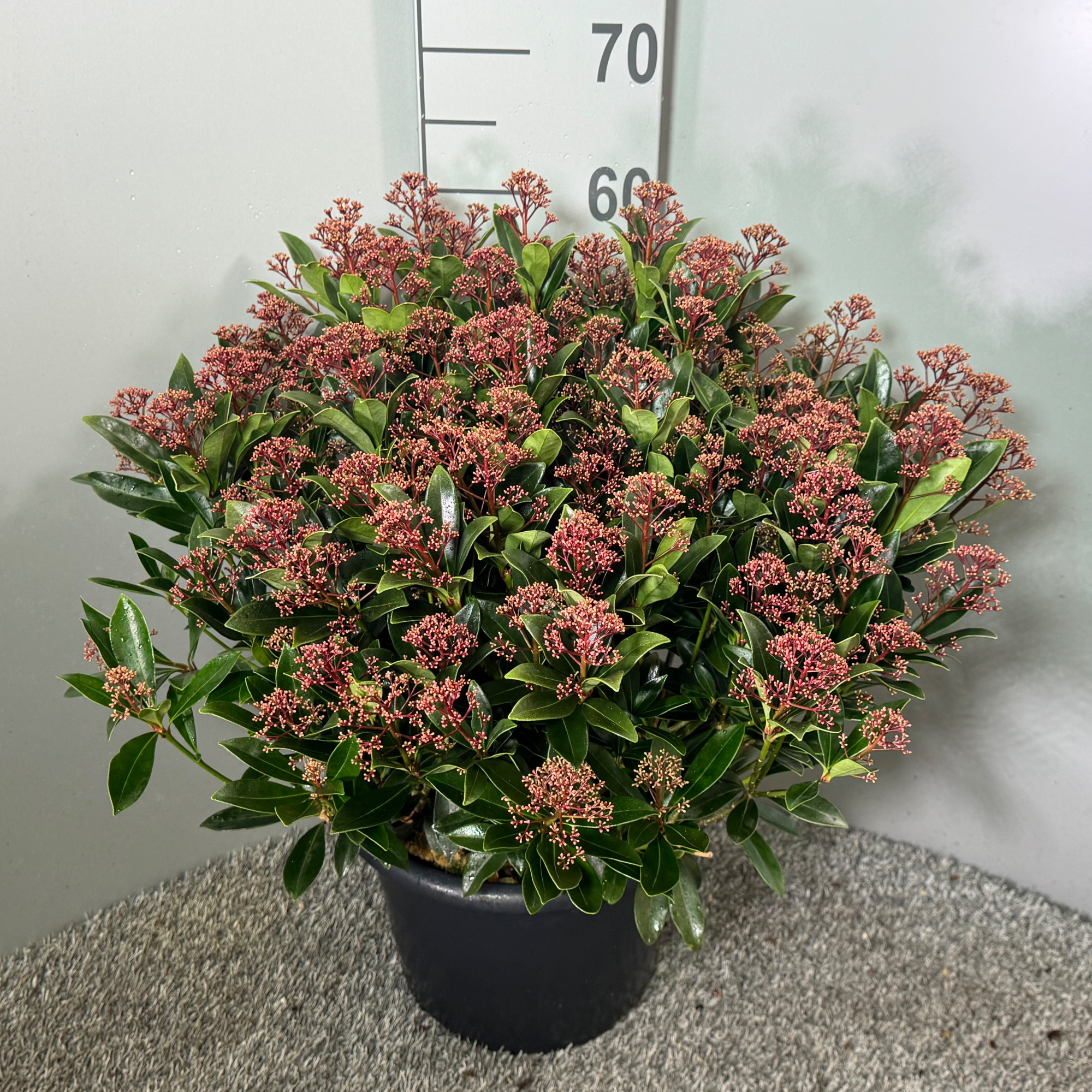 Skimmia japonica 'Antarctica', D 31 cm