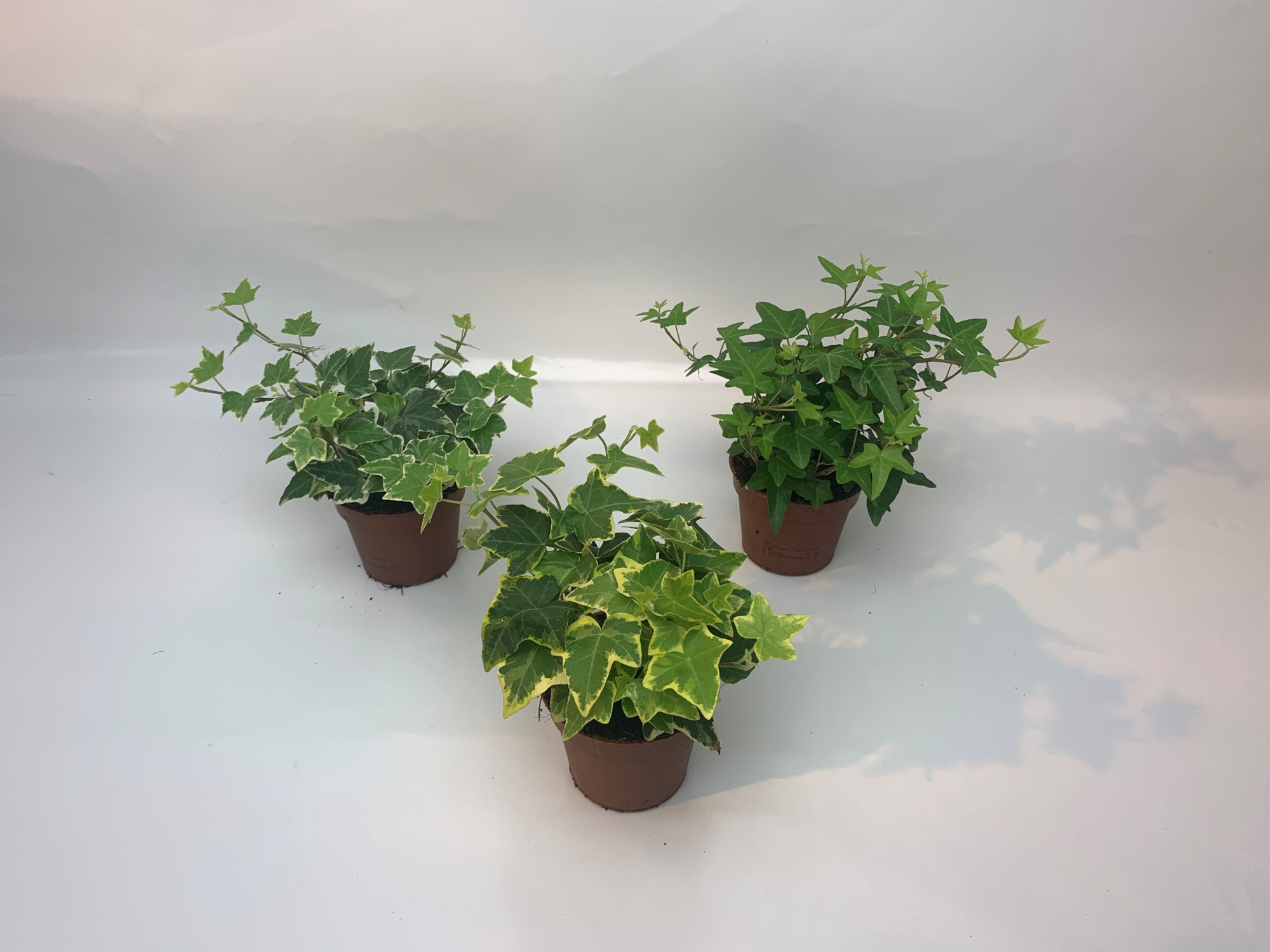 Gemengd 8,5cm, D 8,5 cm