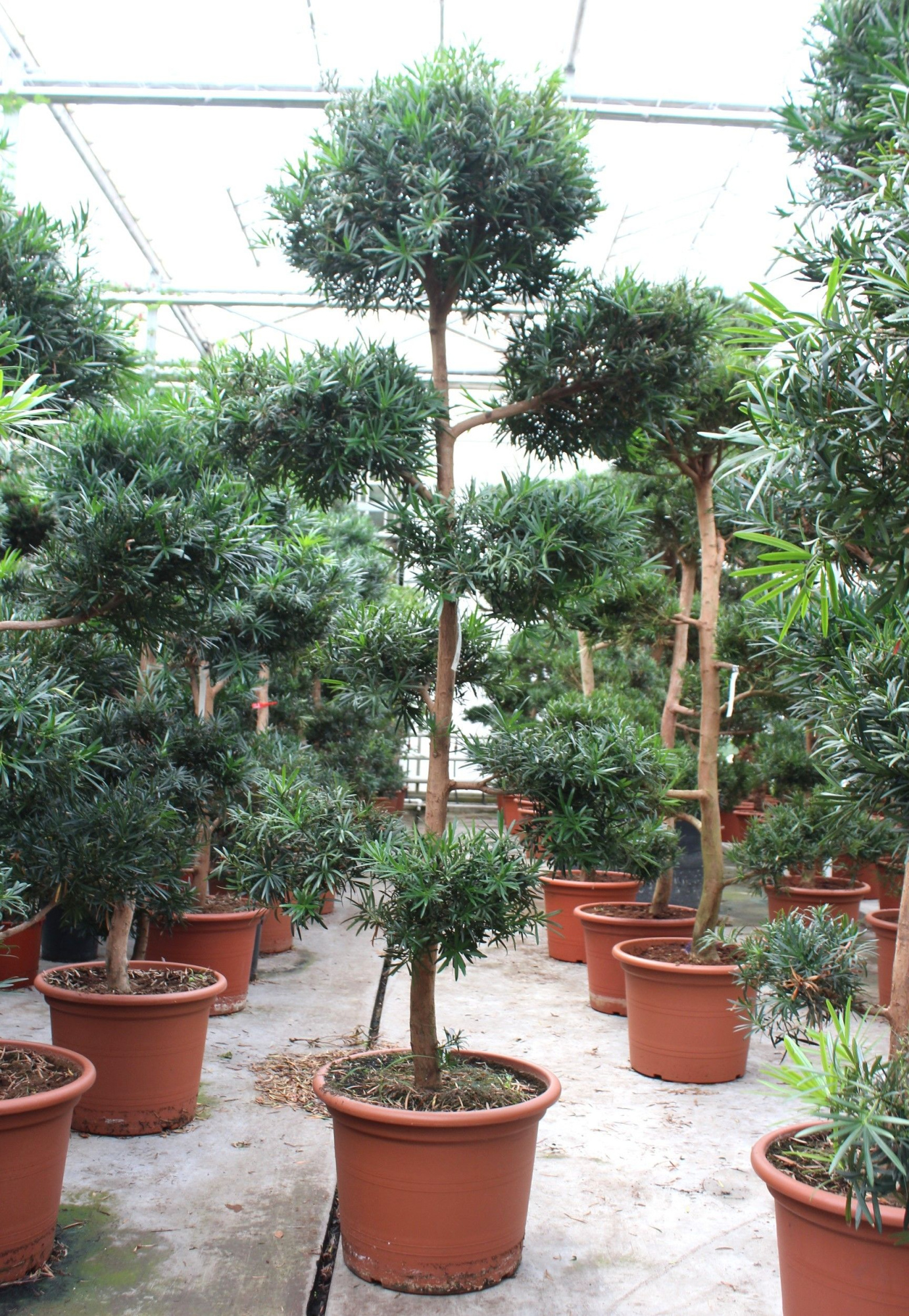 Podocarpus macrophylla, D 60 cm