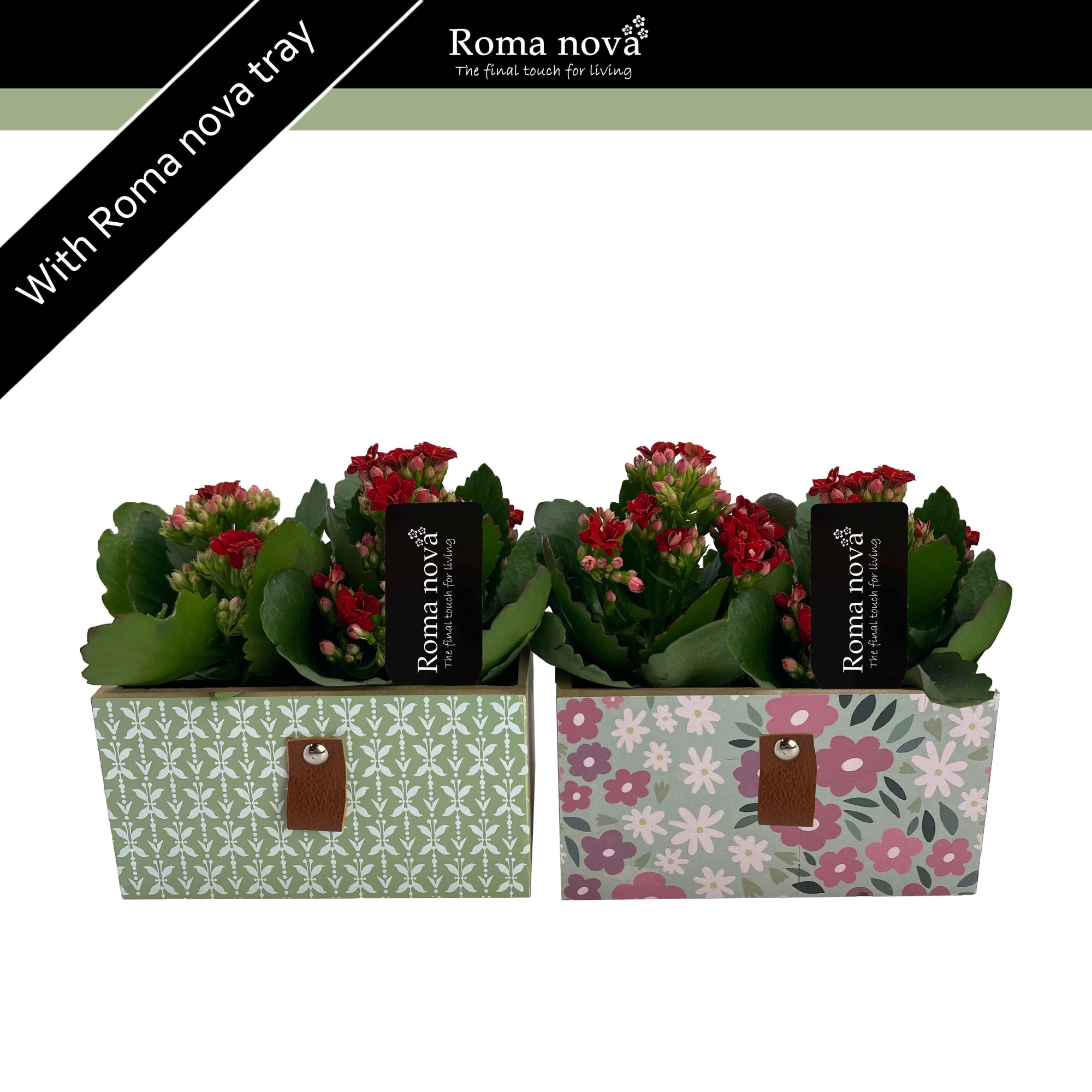 1350KR - Blossom Bliss (Kalanchoe red), D 15