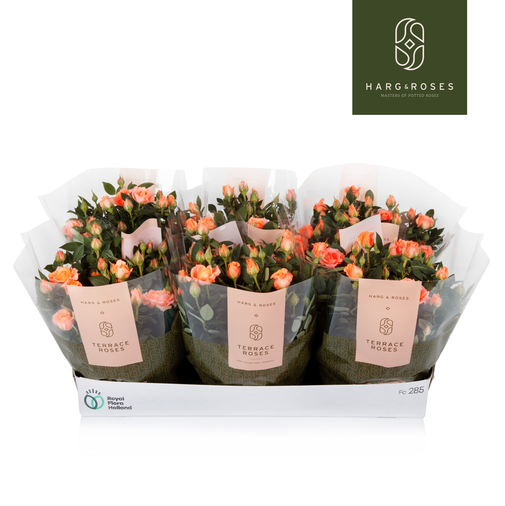 Rosa Kordana Schaal Zalm, D 21 cm