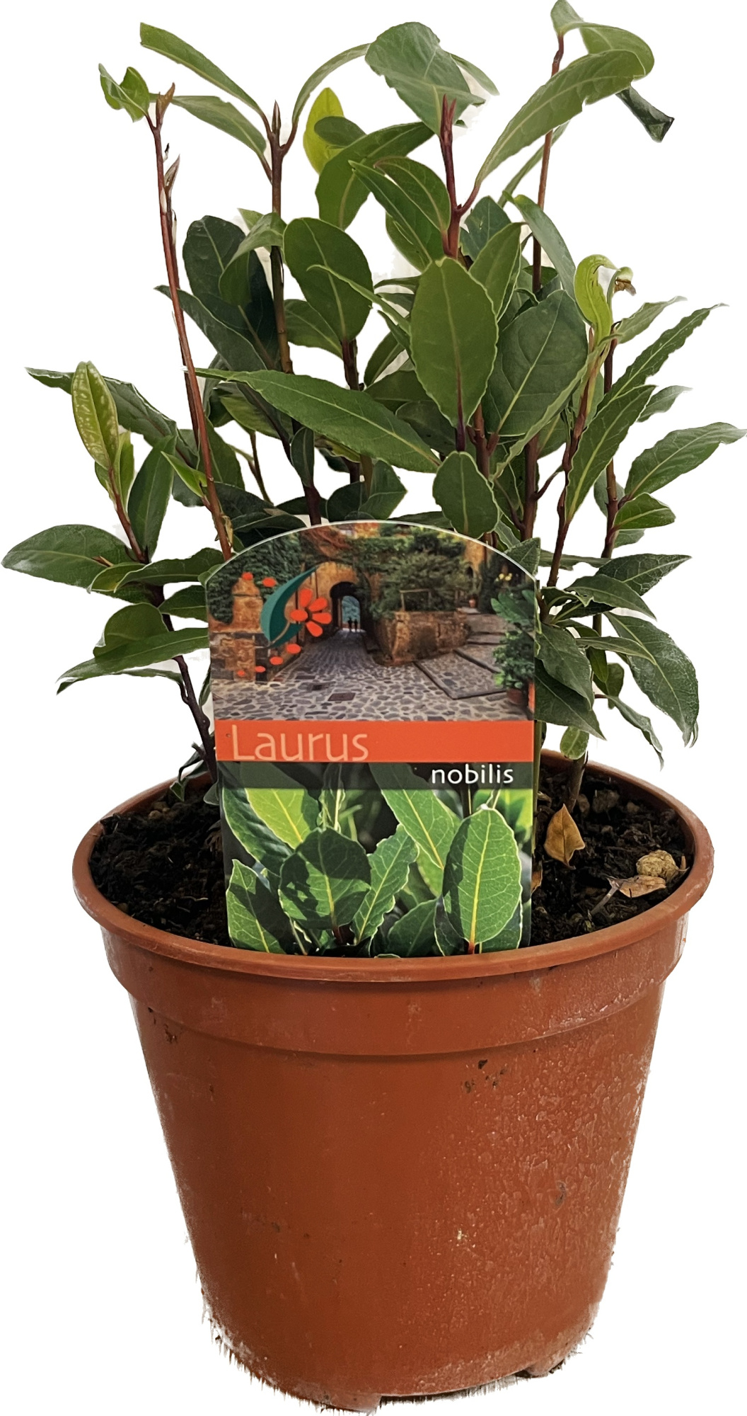 Laurus nobilis, D 14