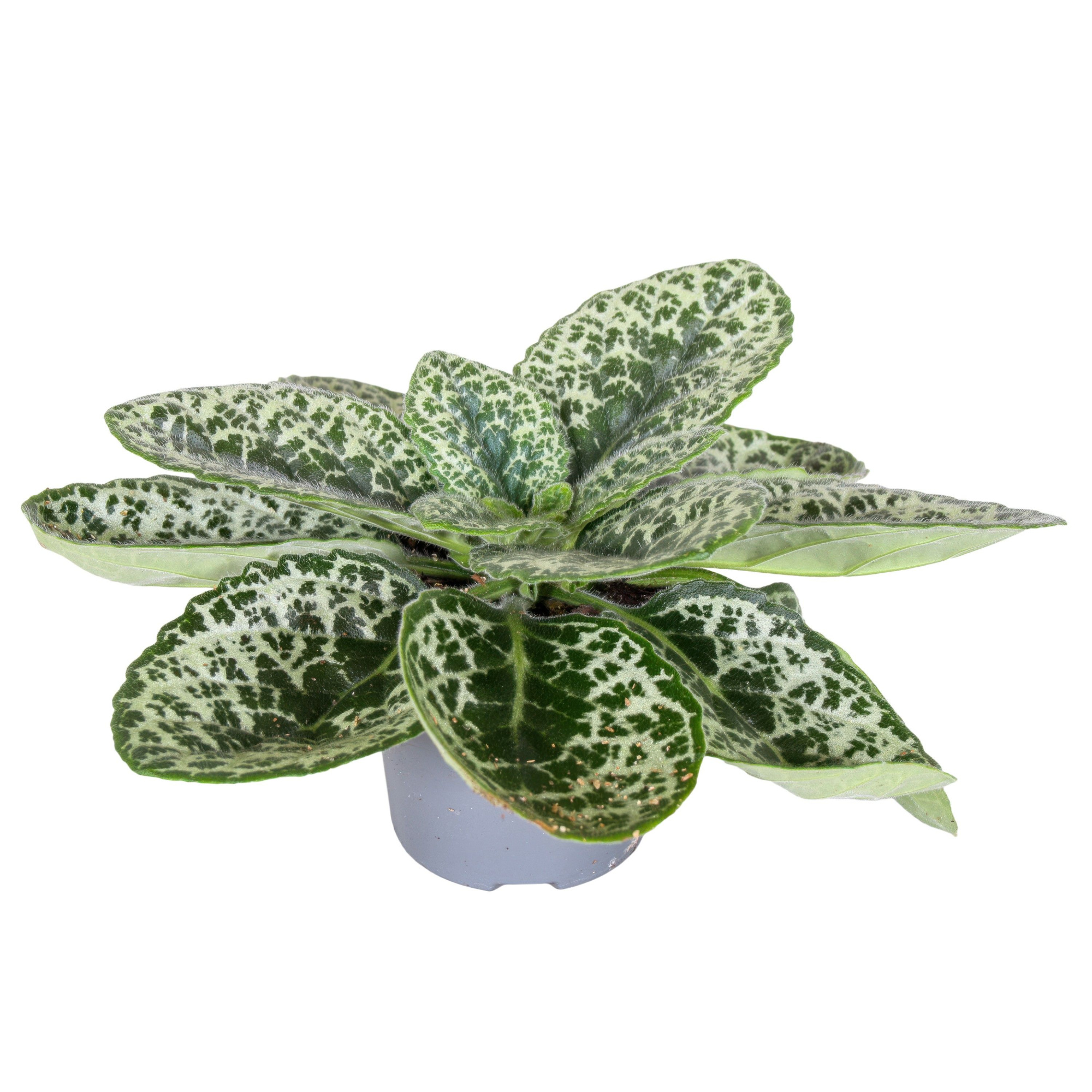 Streptocarpus Pretty Turtle, D 13