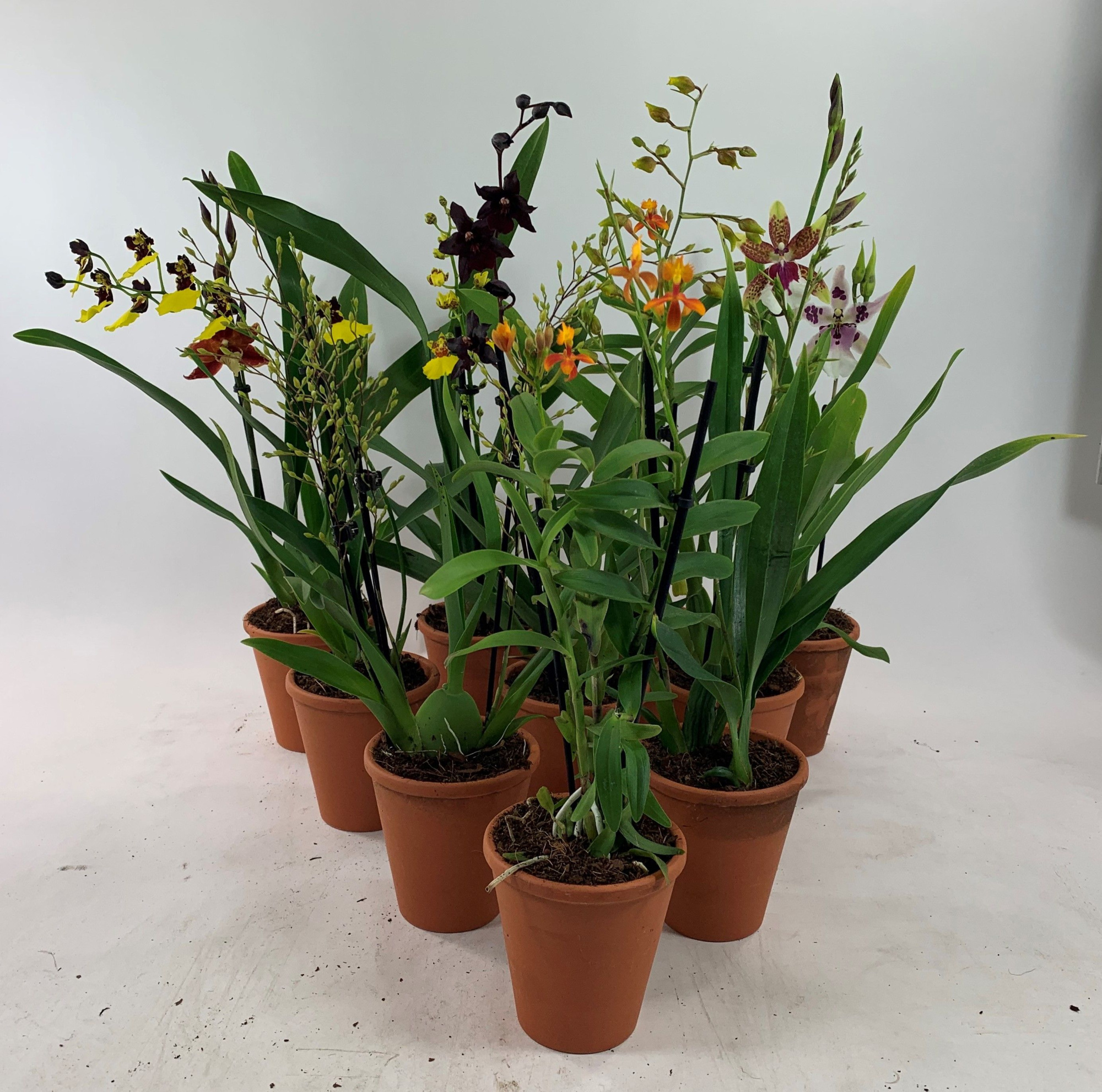 9 cm mix in terracotta, D 9,5 cm