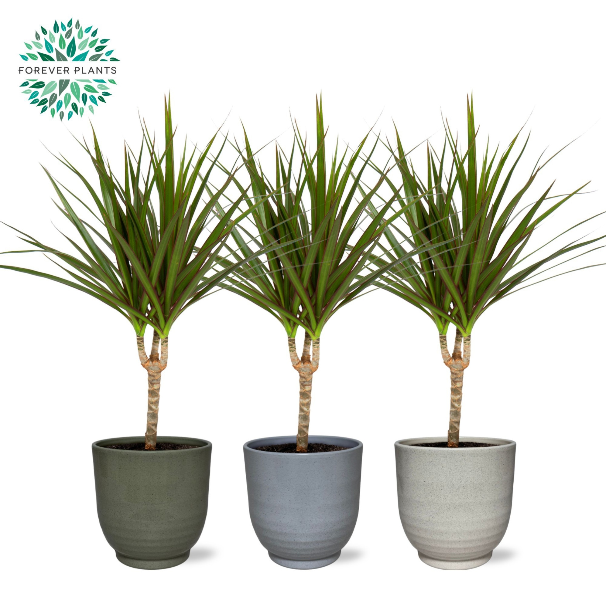 Dracaena Marginata p14 in FEM Keramiek, D 14