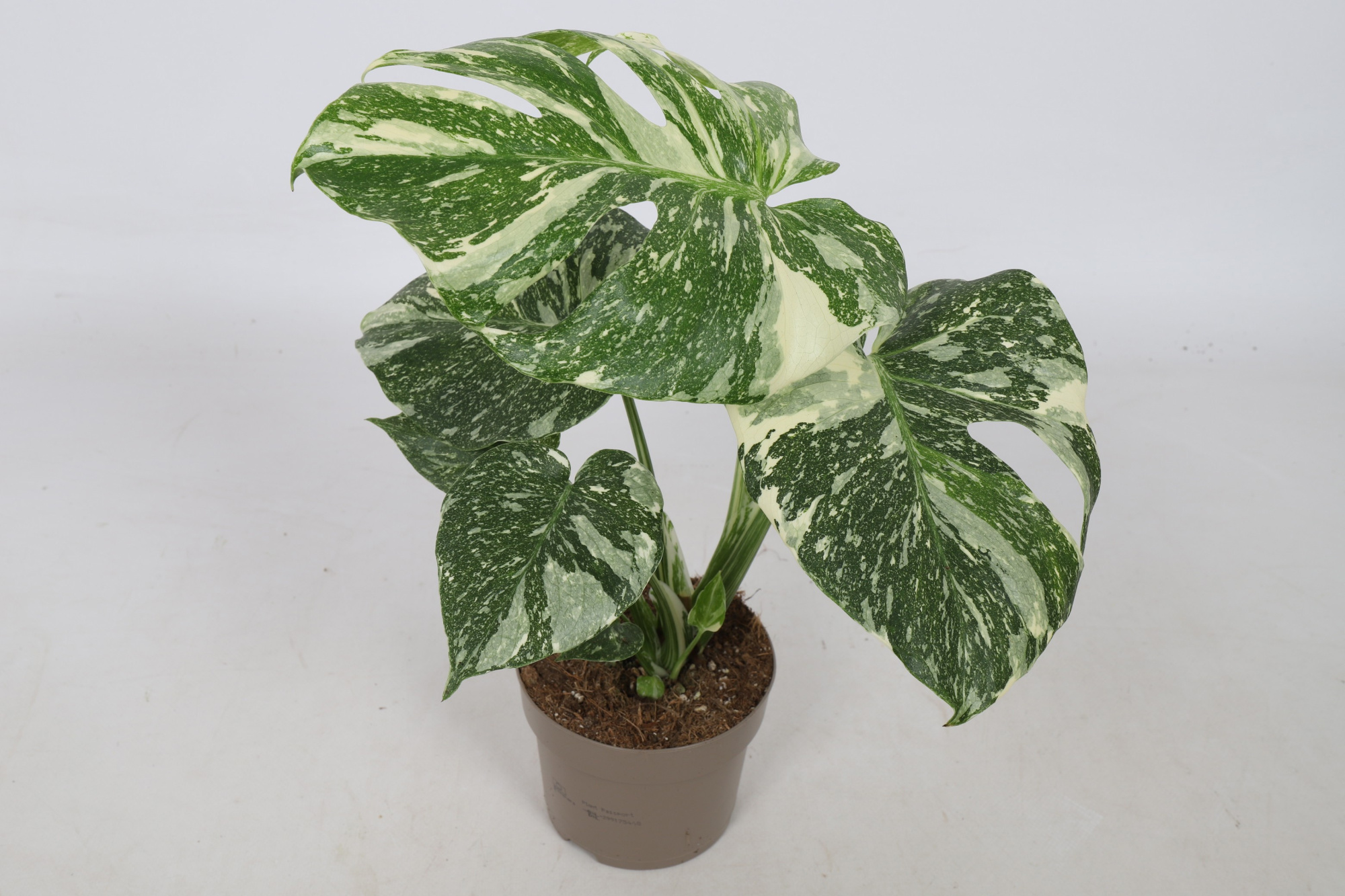 Monstera Thai Constellation 12cm Extra white, D 12