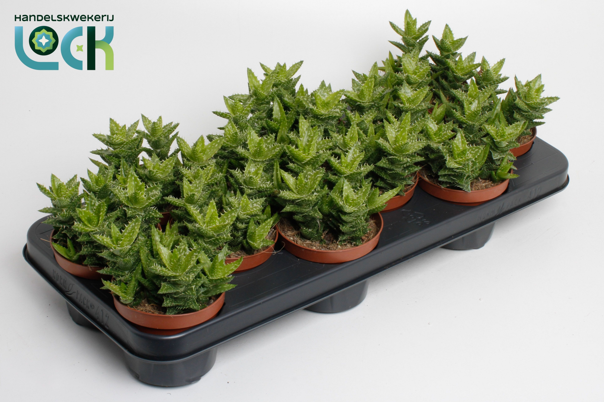 Aloë Squarosa, D 10,5