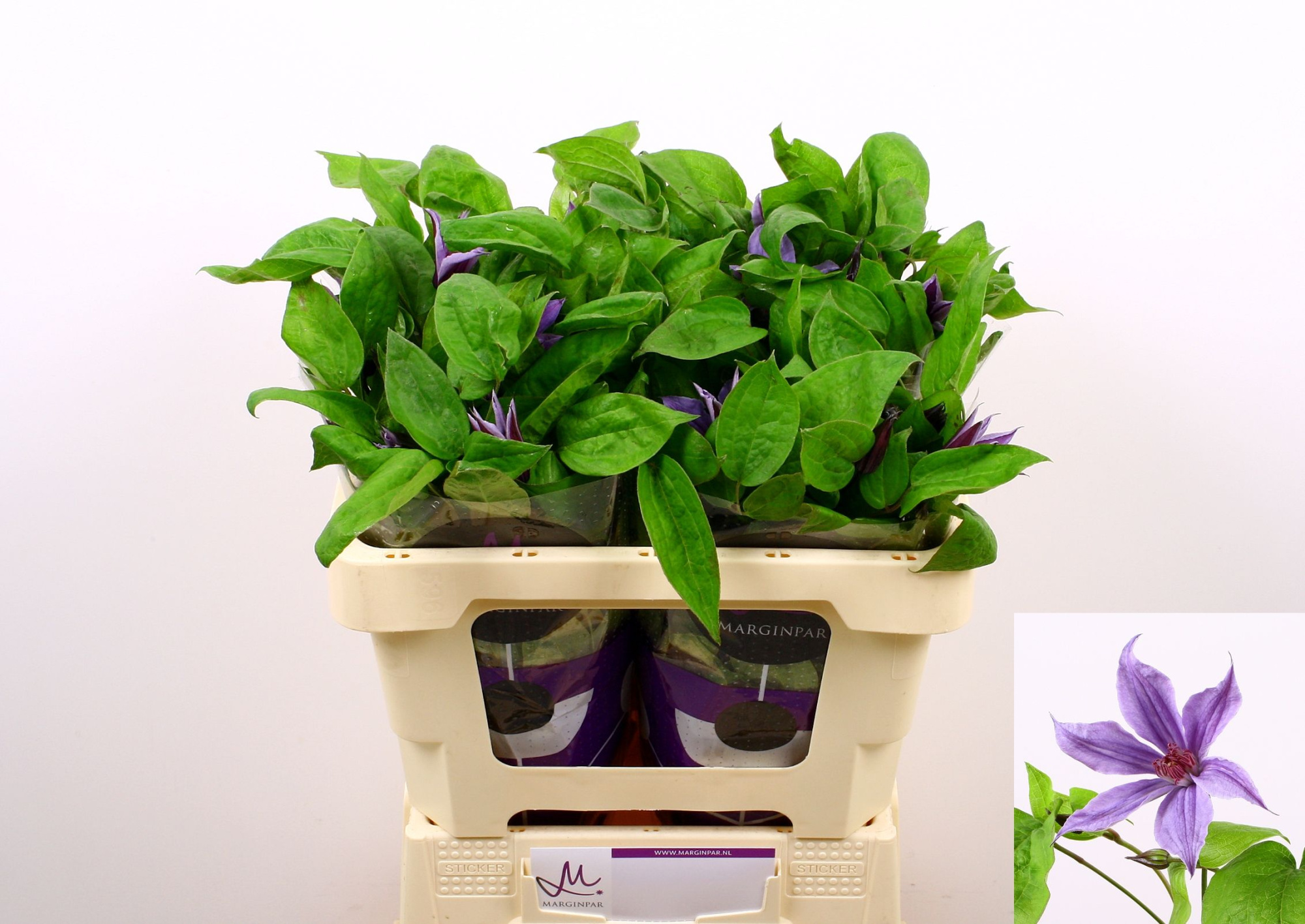 Клематис Эмейзин Гавана 50, шт.