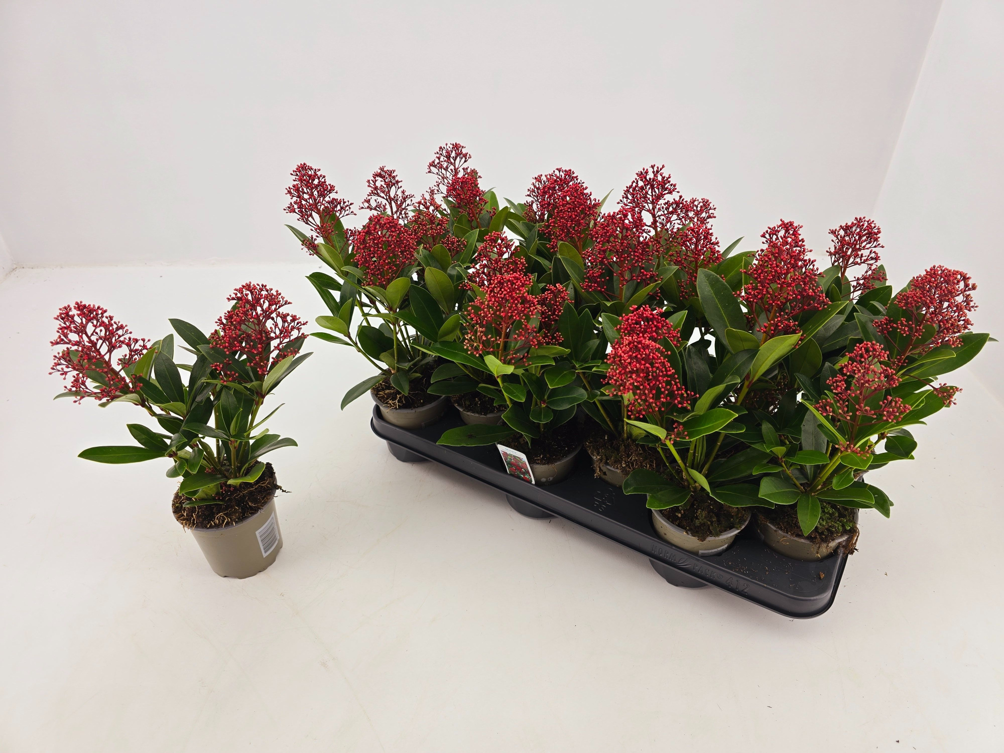 Skimmia jap. Rubella p10,5 2 bloem, D 11 cm
