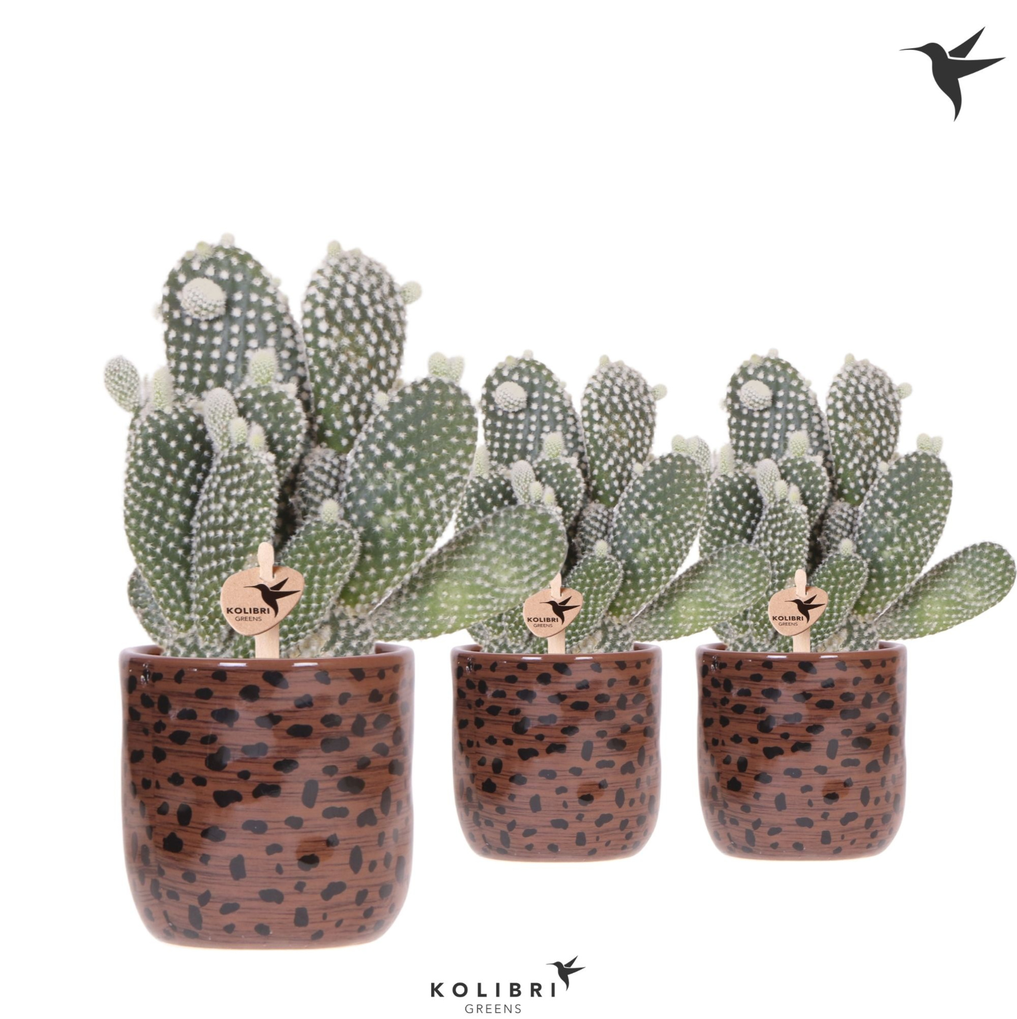Kolibri Greens Opuntia white in Leopard pot, D 9 cm