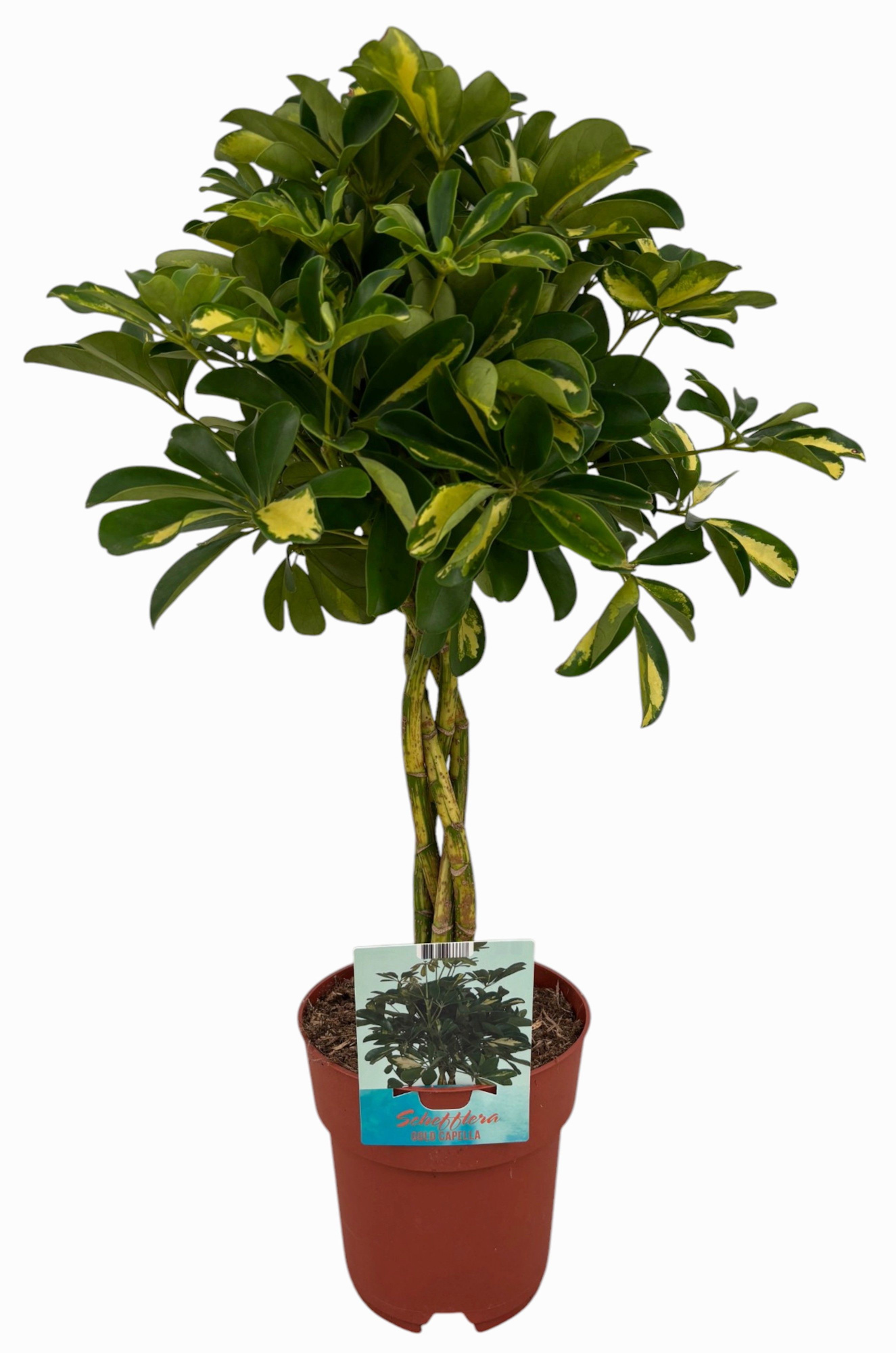 Schefflera Gold Capella gevlochten stam ( Peat Free / Veenvrij), D 19