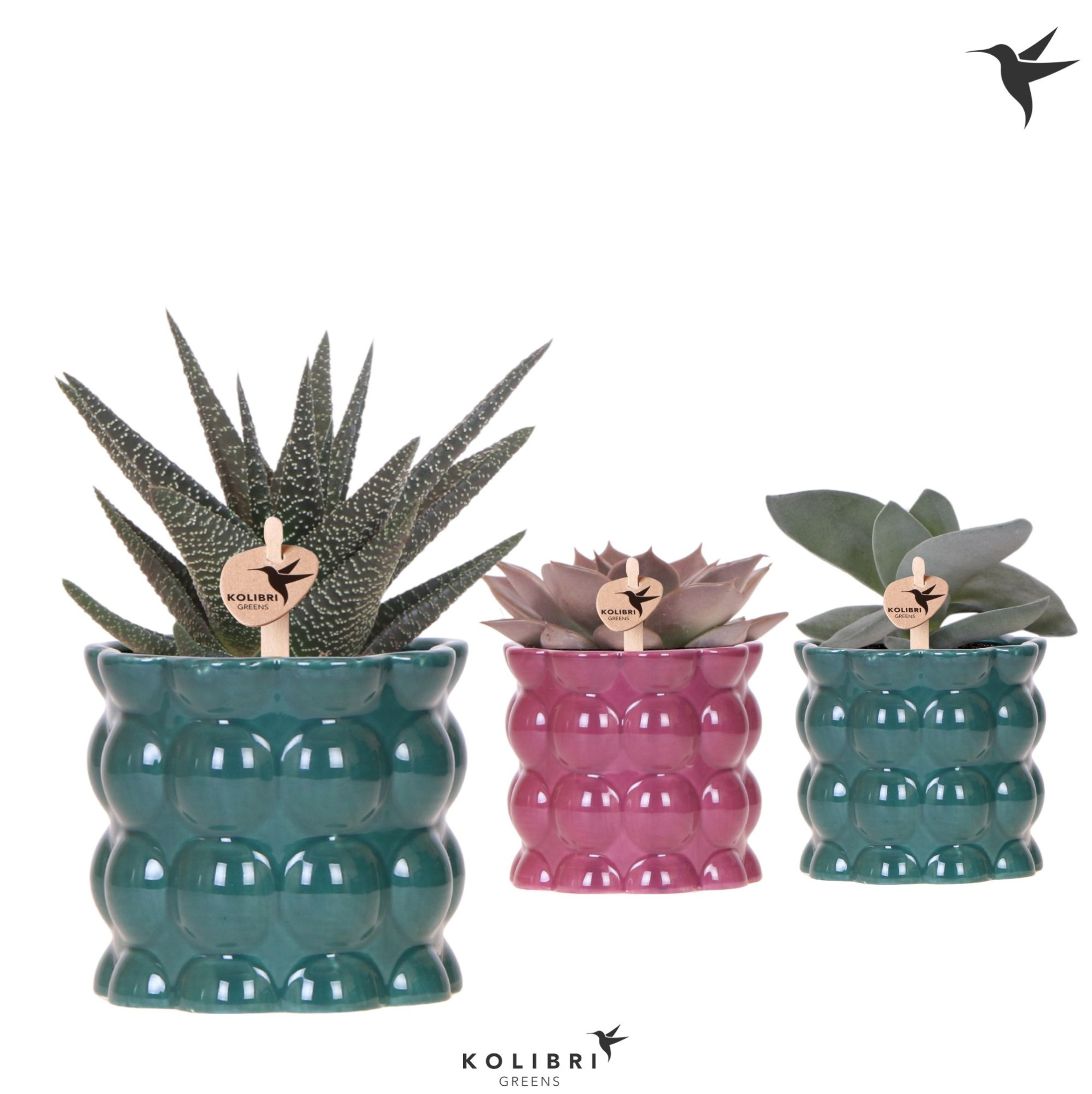 Kolibri Greens Succulenten mix in Cotton pot green mix, D 9