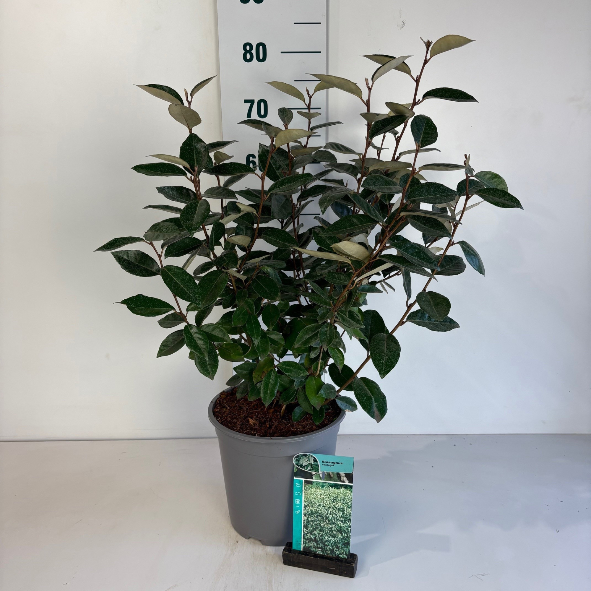 Elaeagnus ebbingei, D 24