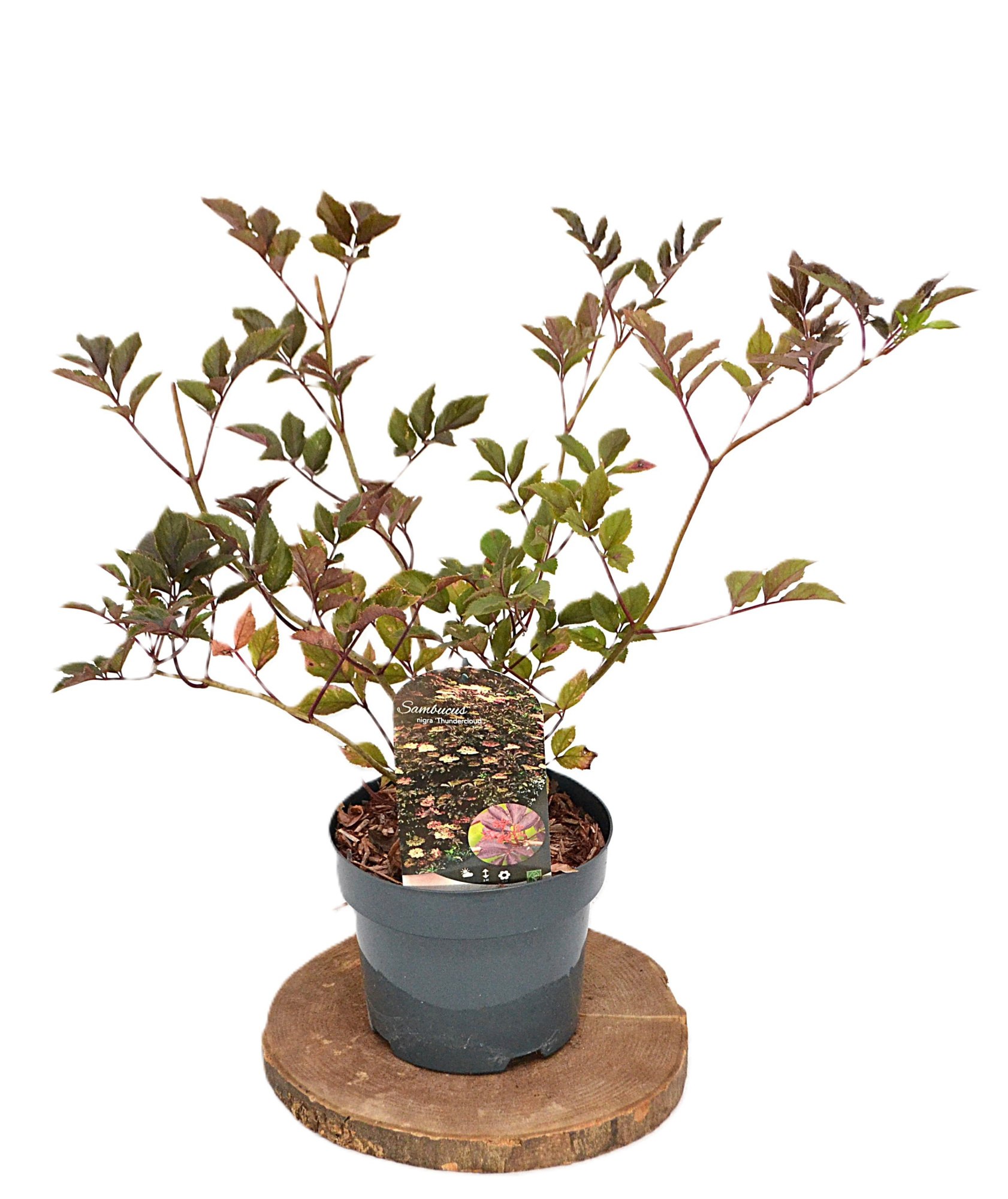 Sambucus nigra Thundercloud C3, D 19