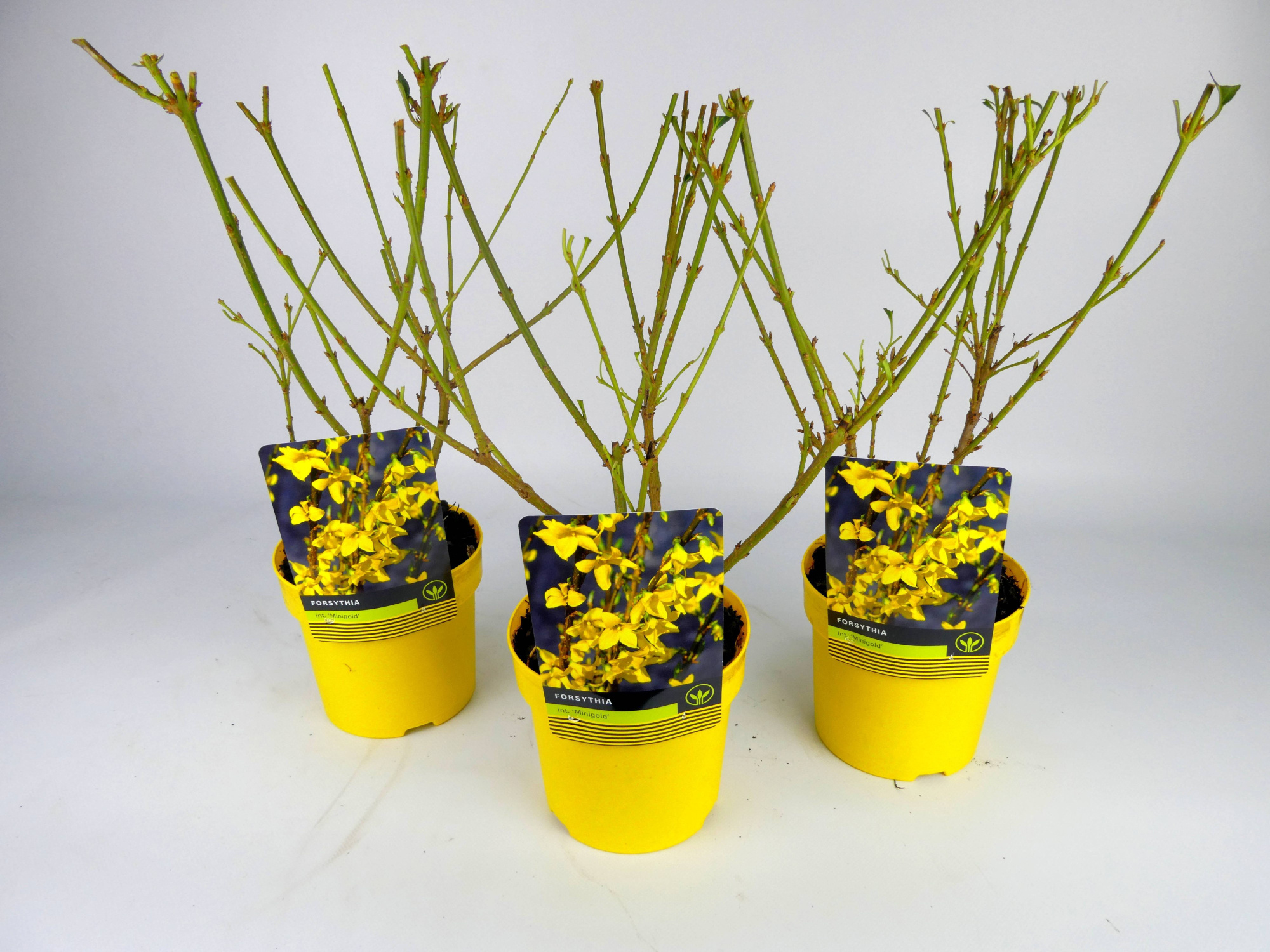 Forsythia 'Minigold' Kleurpot, D 14