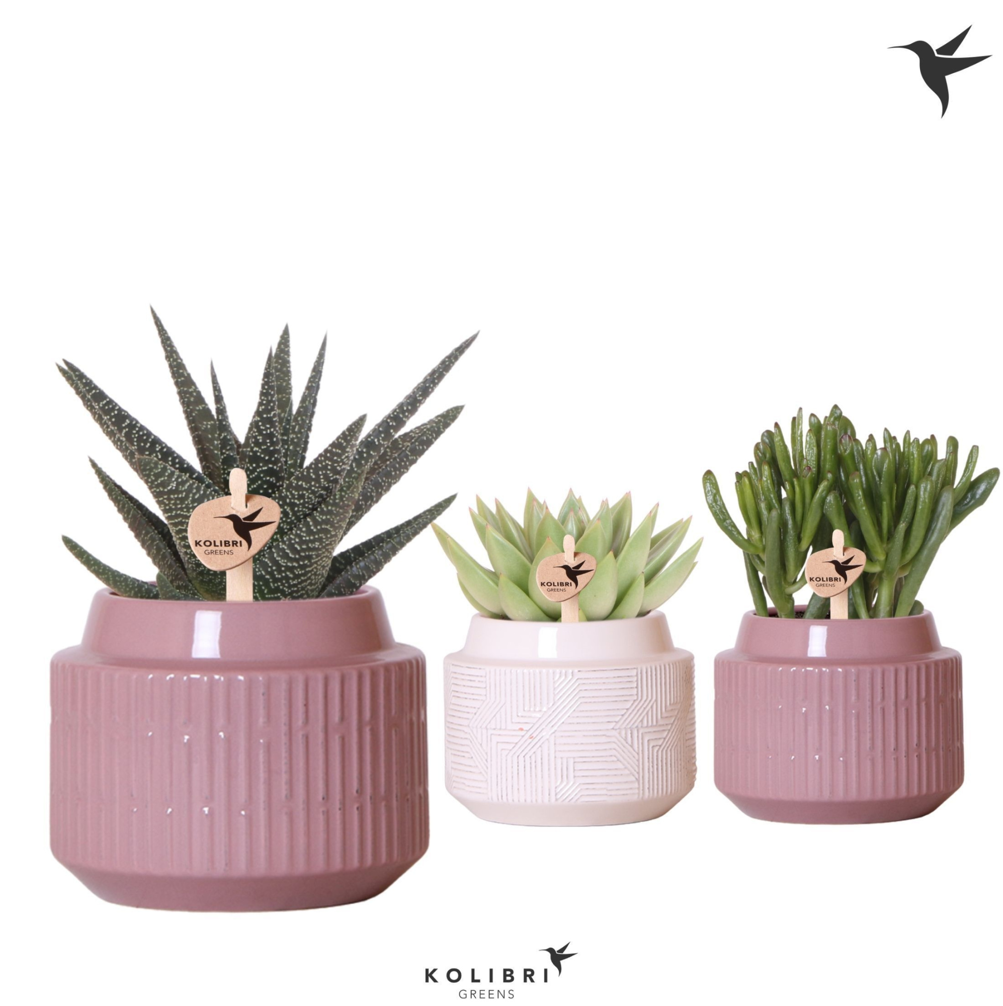 Kolibri Greens Succulenten mix in Maze pot white violet mix, D 9 cm
