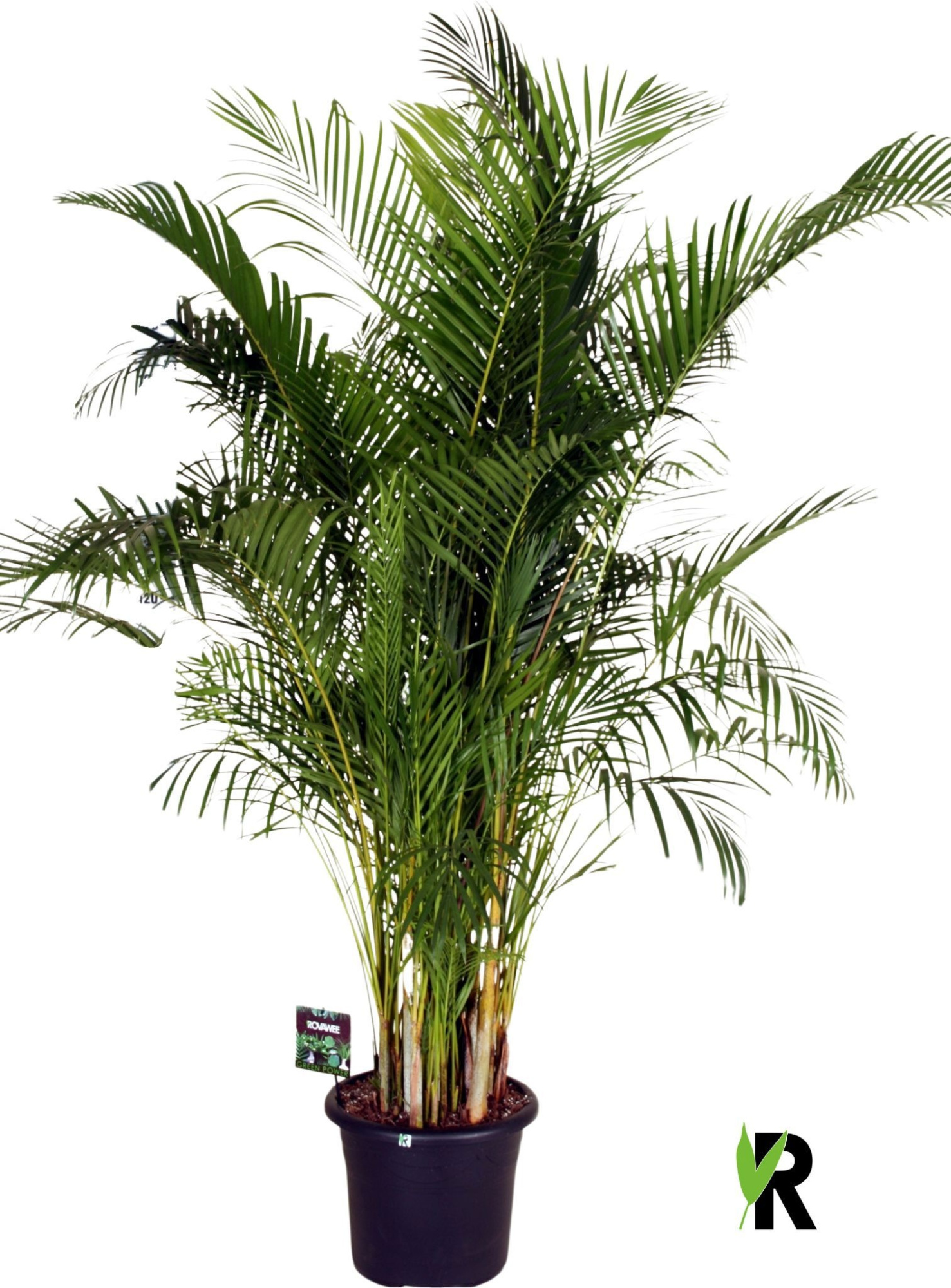 Dypsis lutescens, D 40