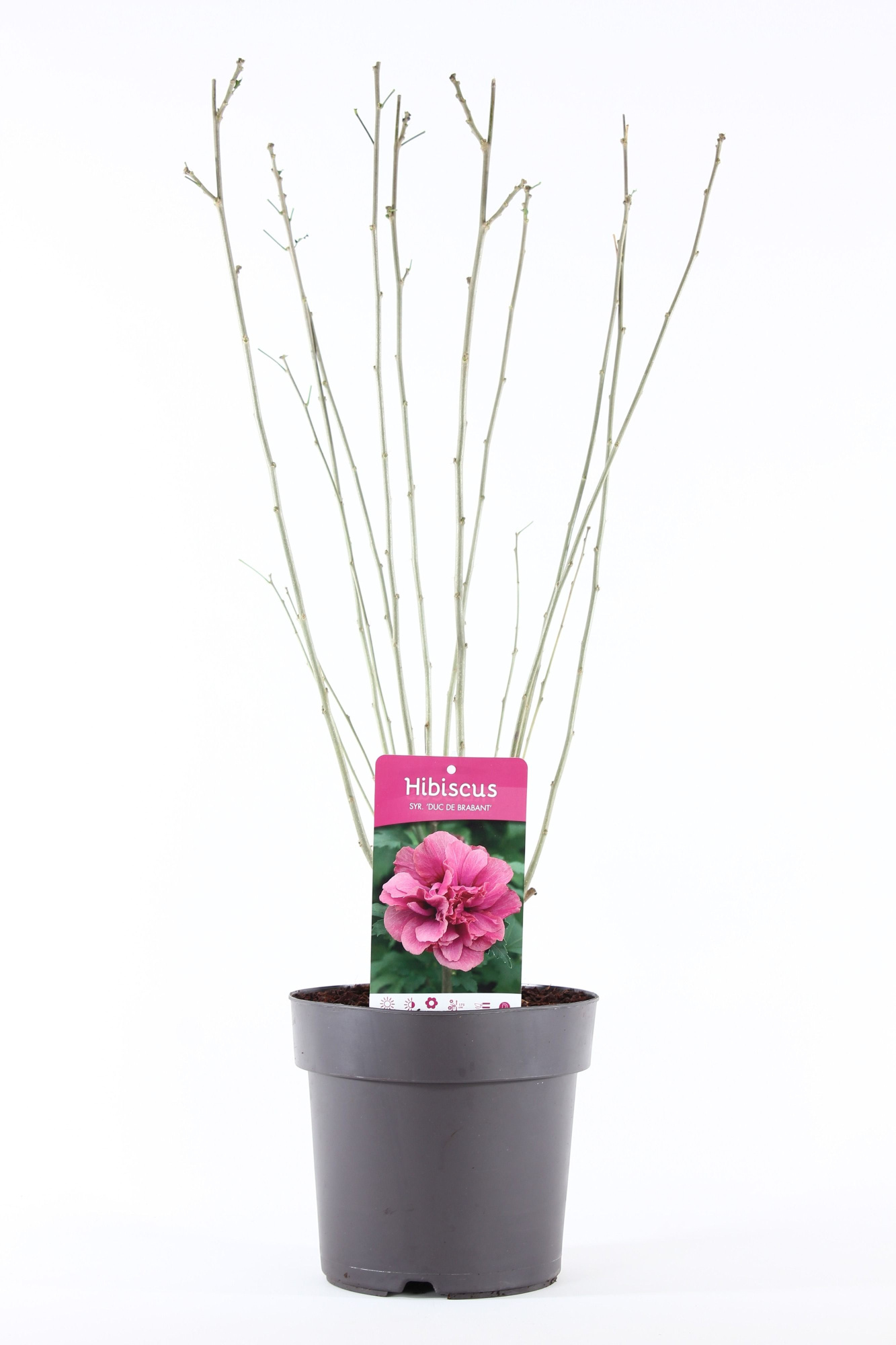 Hibiscus syr. 'Duc de Brabant' P21/C4.6, D 21