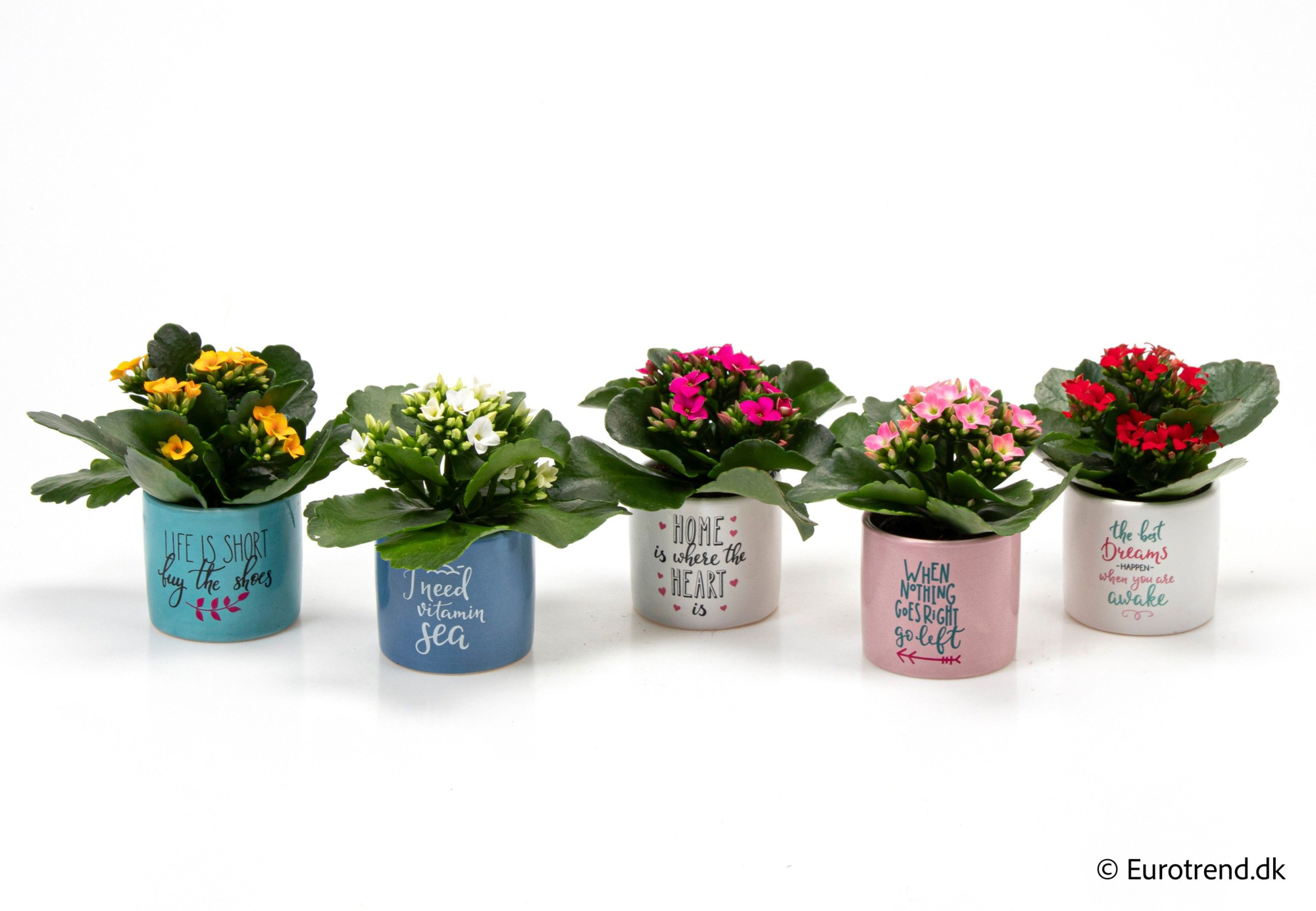Kalanchoe in ceramic - Spring, Summer & Autumn 2025, D 6 cm