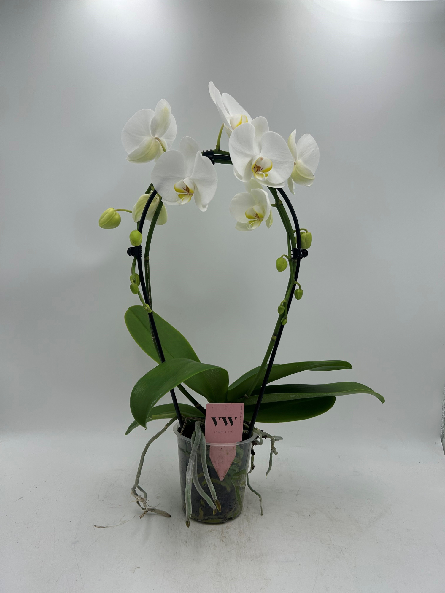Phalaenopsis Spiegel Glasgow, D 12 cm