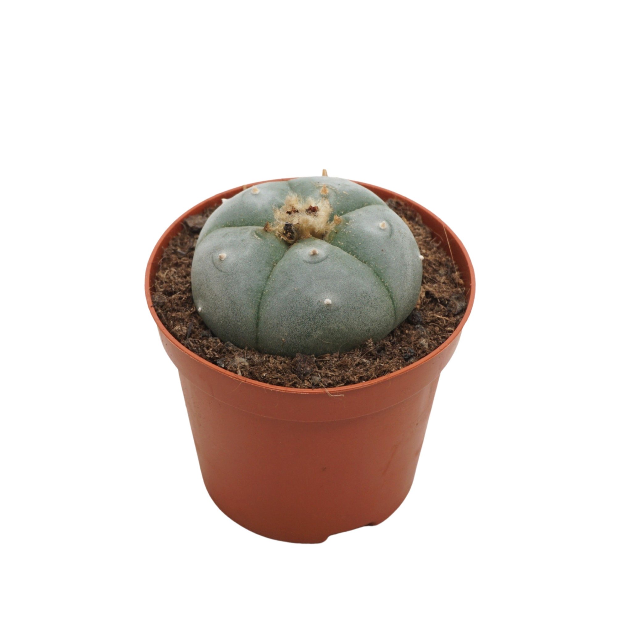 Lophophora williamsii 8,5 cm, D 8,5 cm