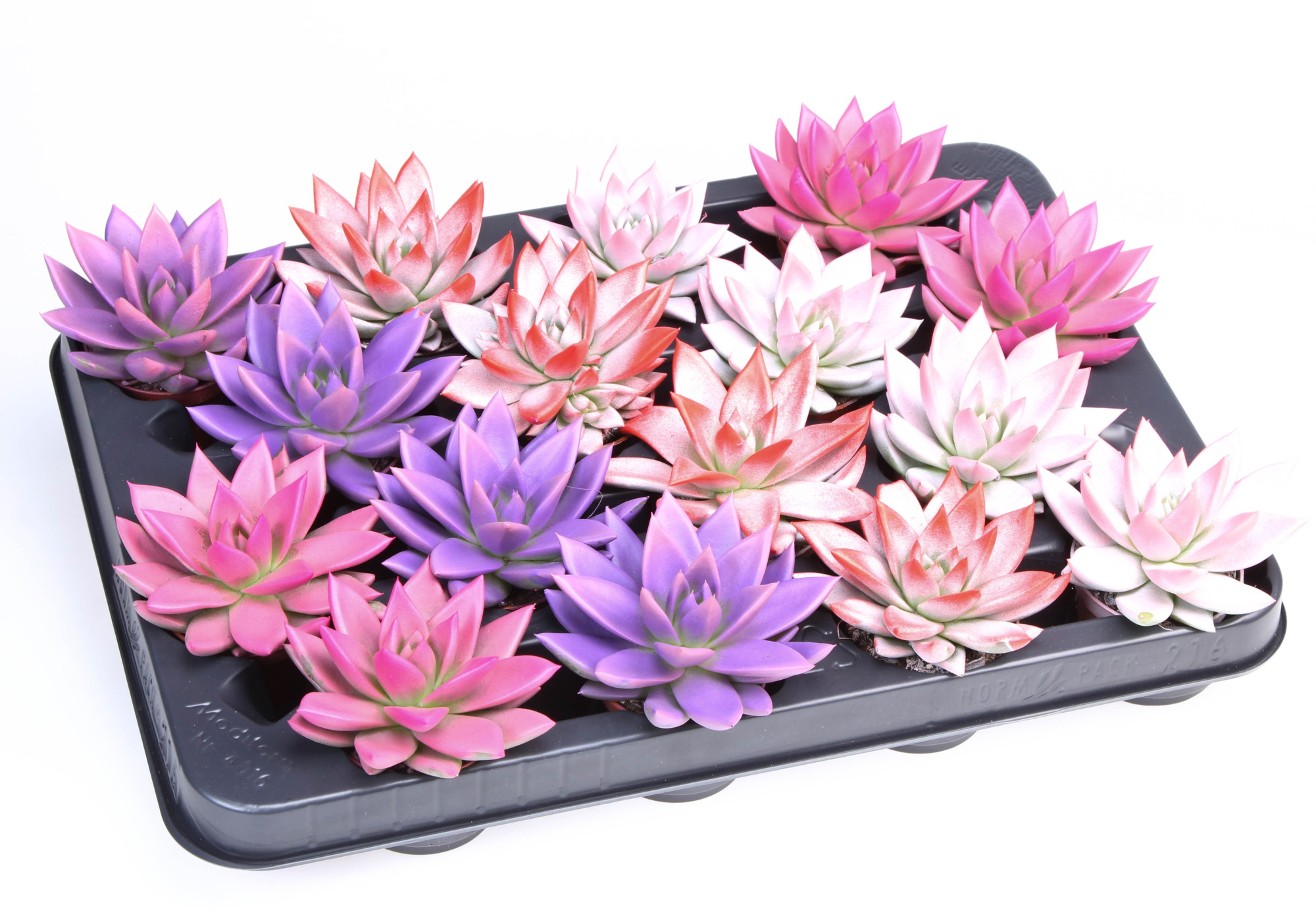 2 Colors love mix, D 6 cm