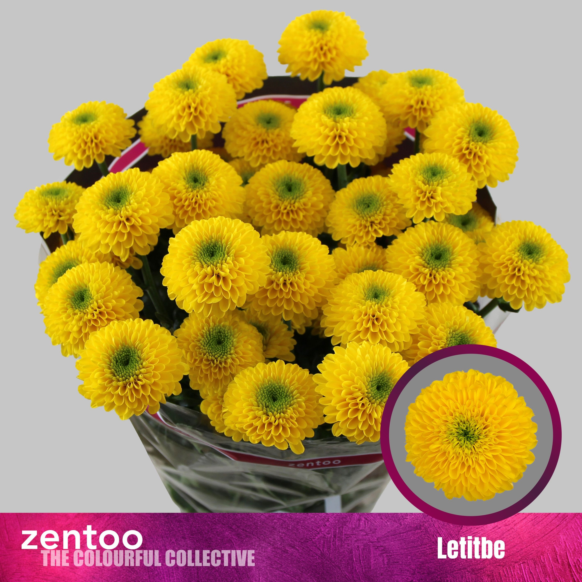 Хризантема куст. Летитби 70, шт.