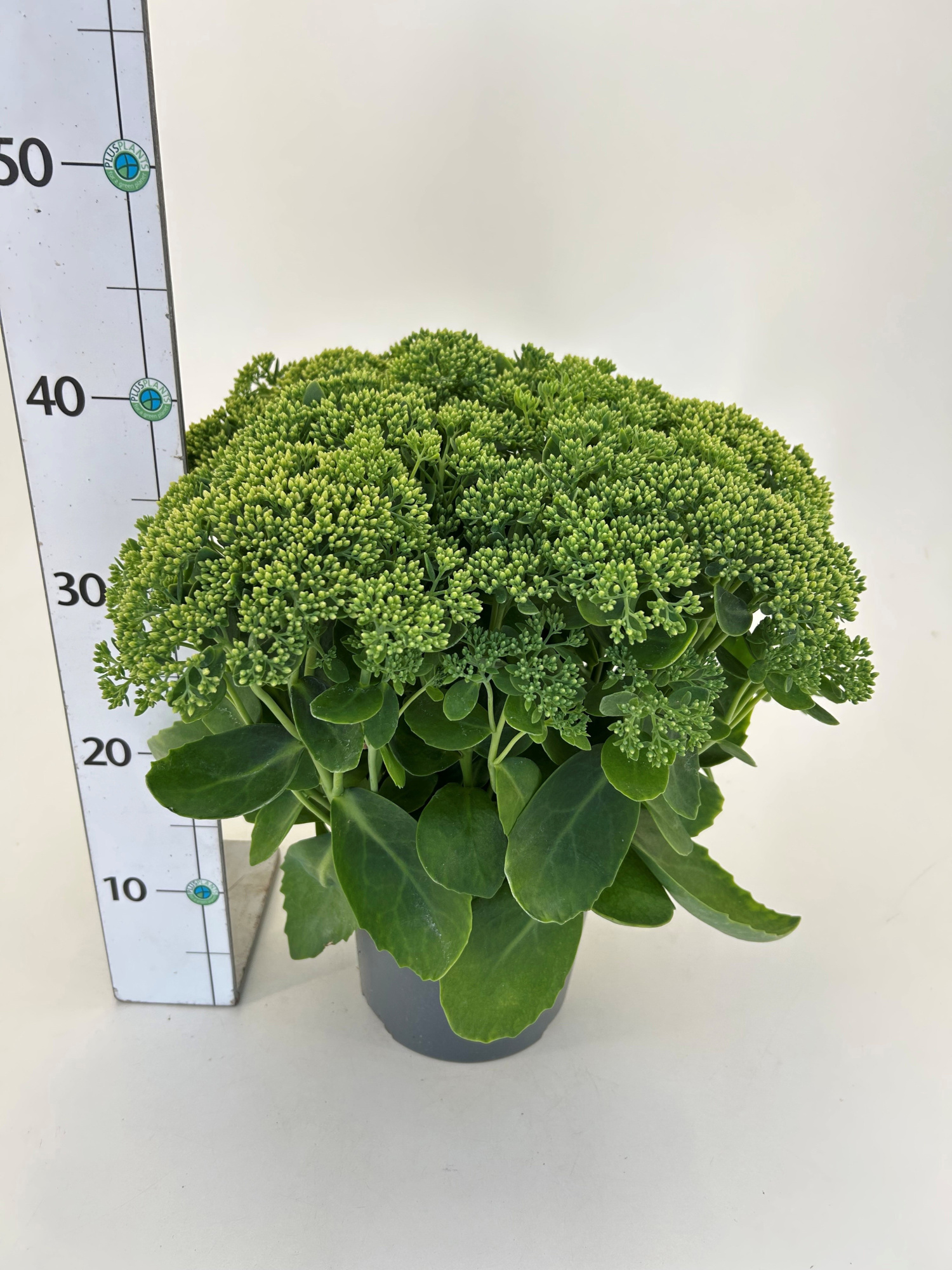 Sedum telephium, D 19