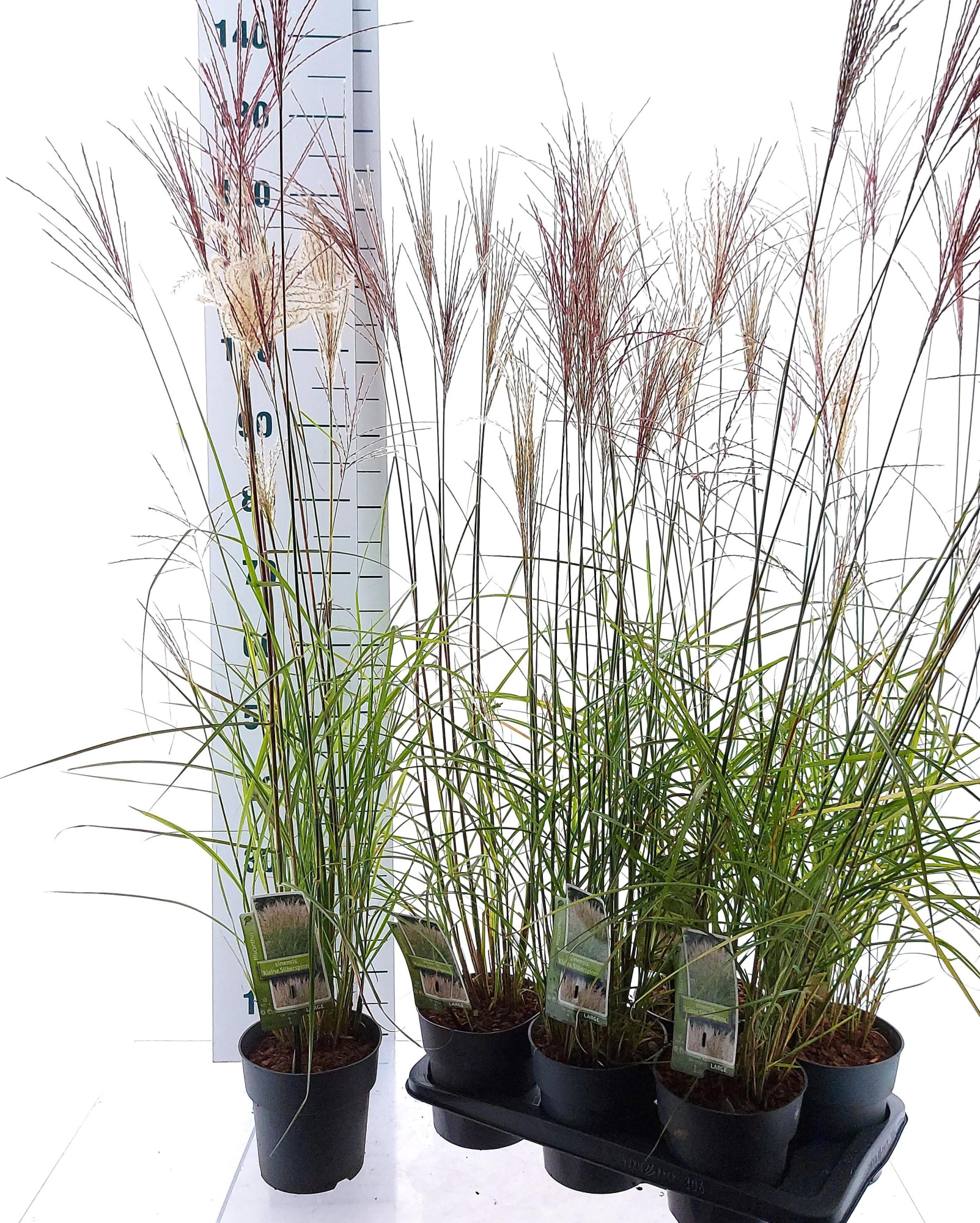 Miscanthus sin. 'Kleine Silberspinne', D 17 cm