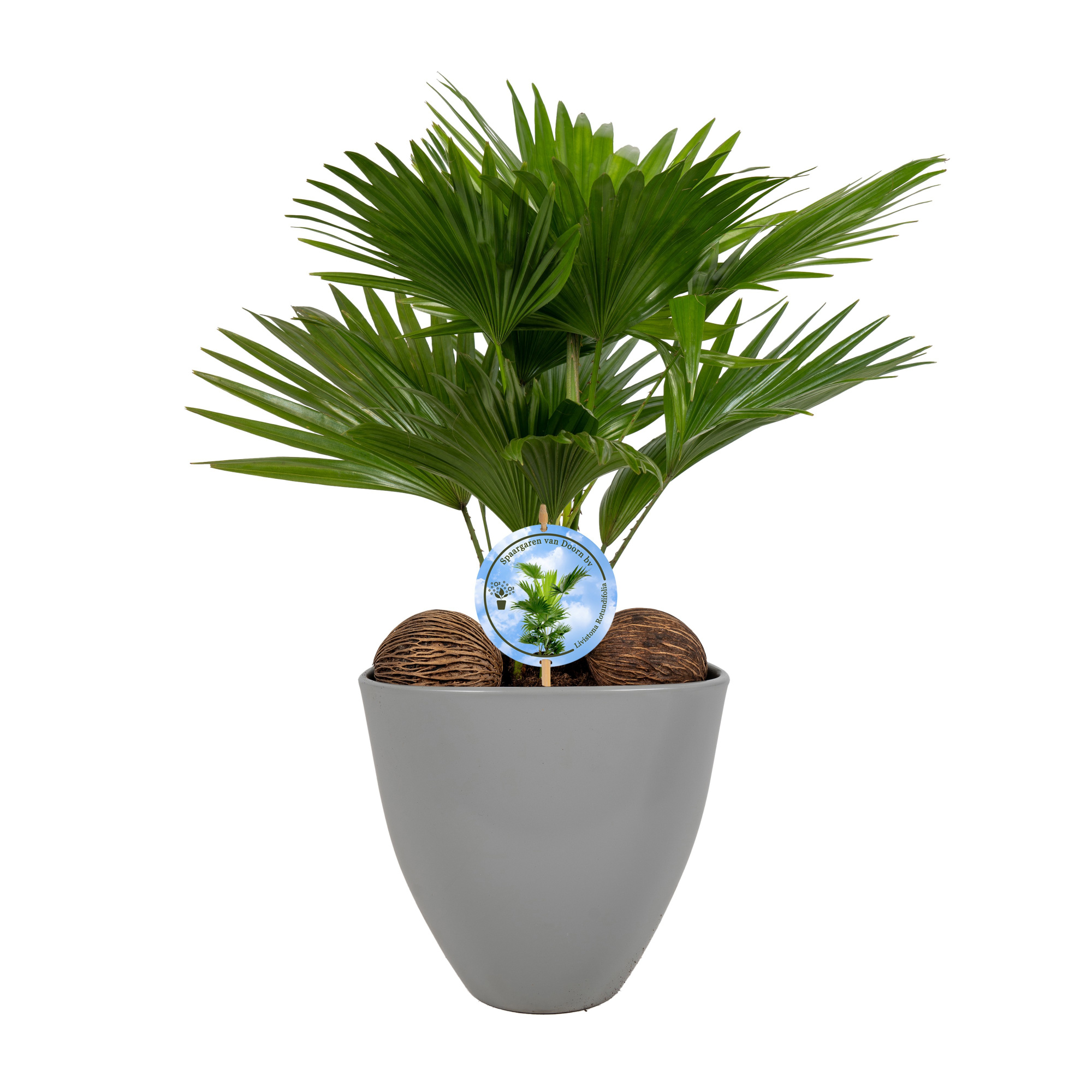 Livistona in avani grey pot aspd Disk etiket Lucht Zuiverend, D 22