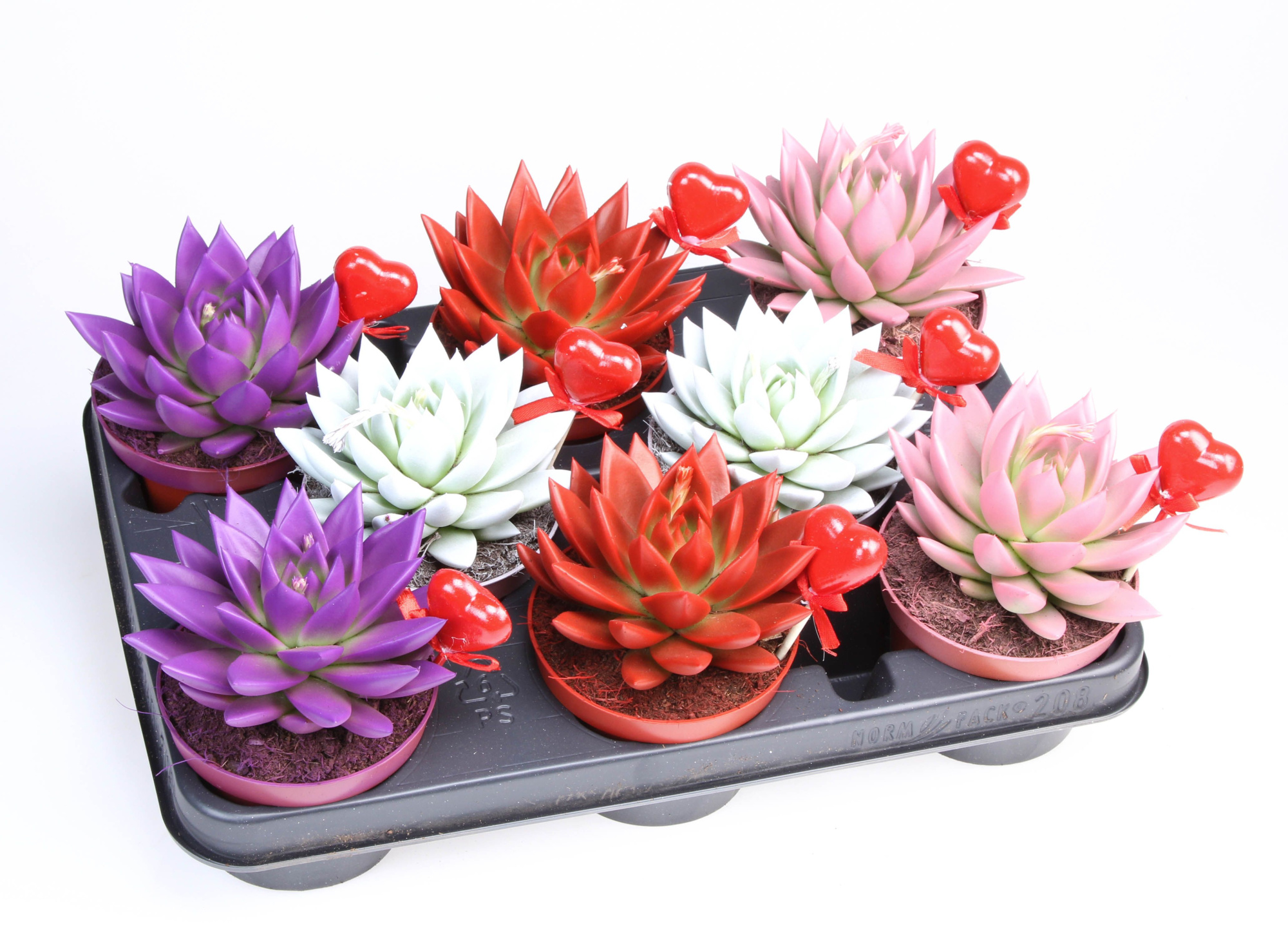 Miranda rainbow + hartje, D 10,5 cm